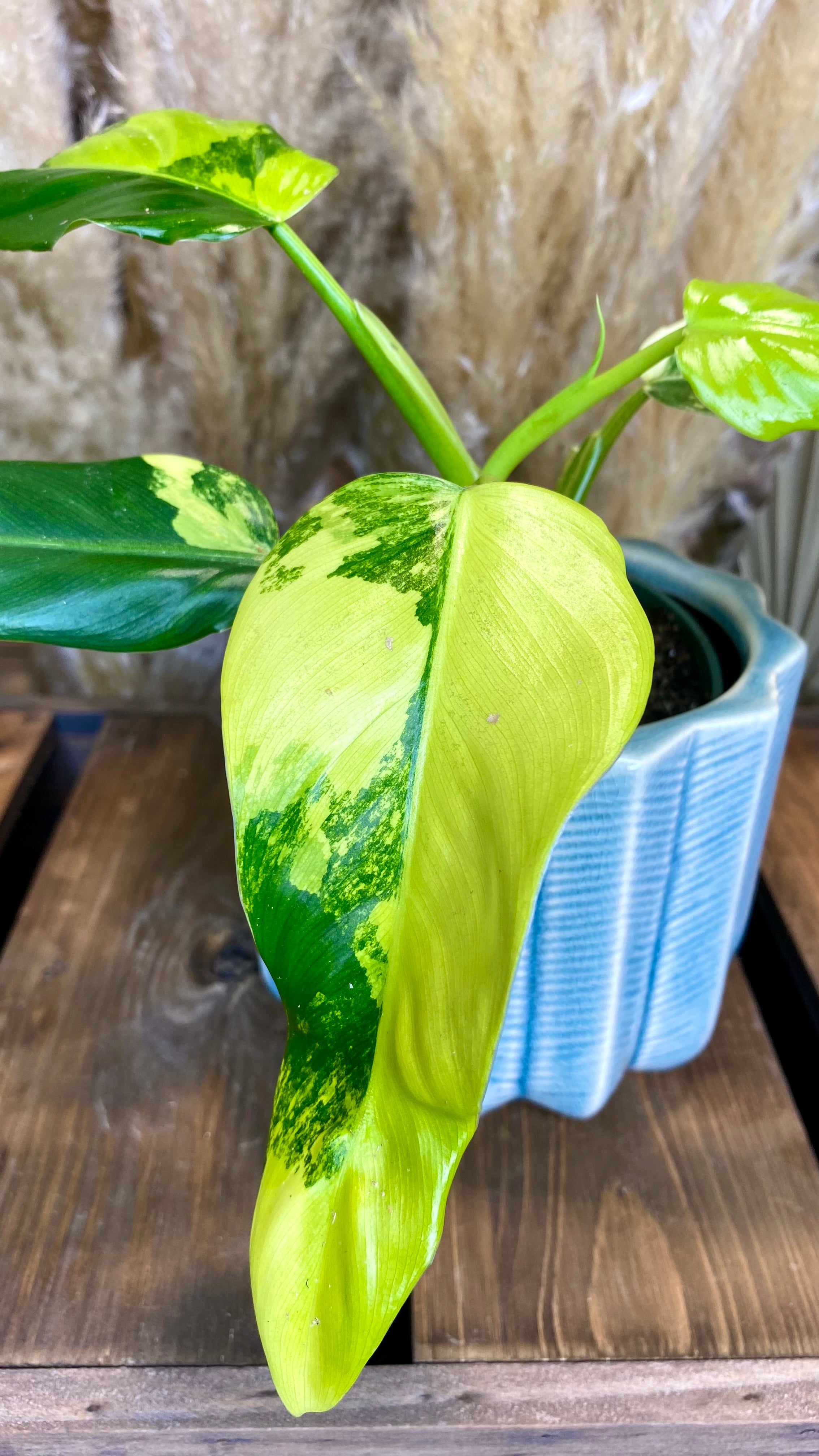 Philodendron Domesticum Variegated