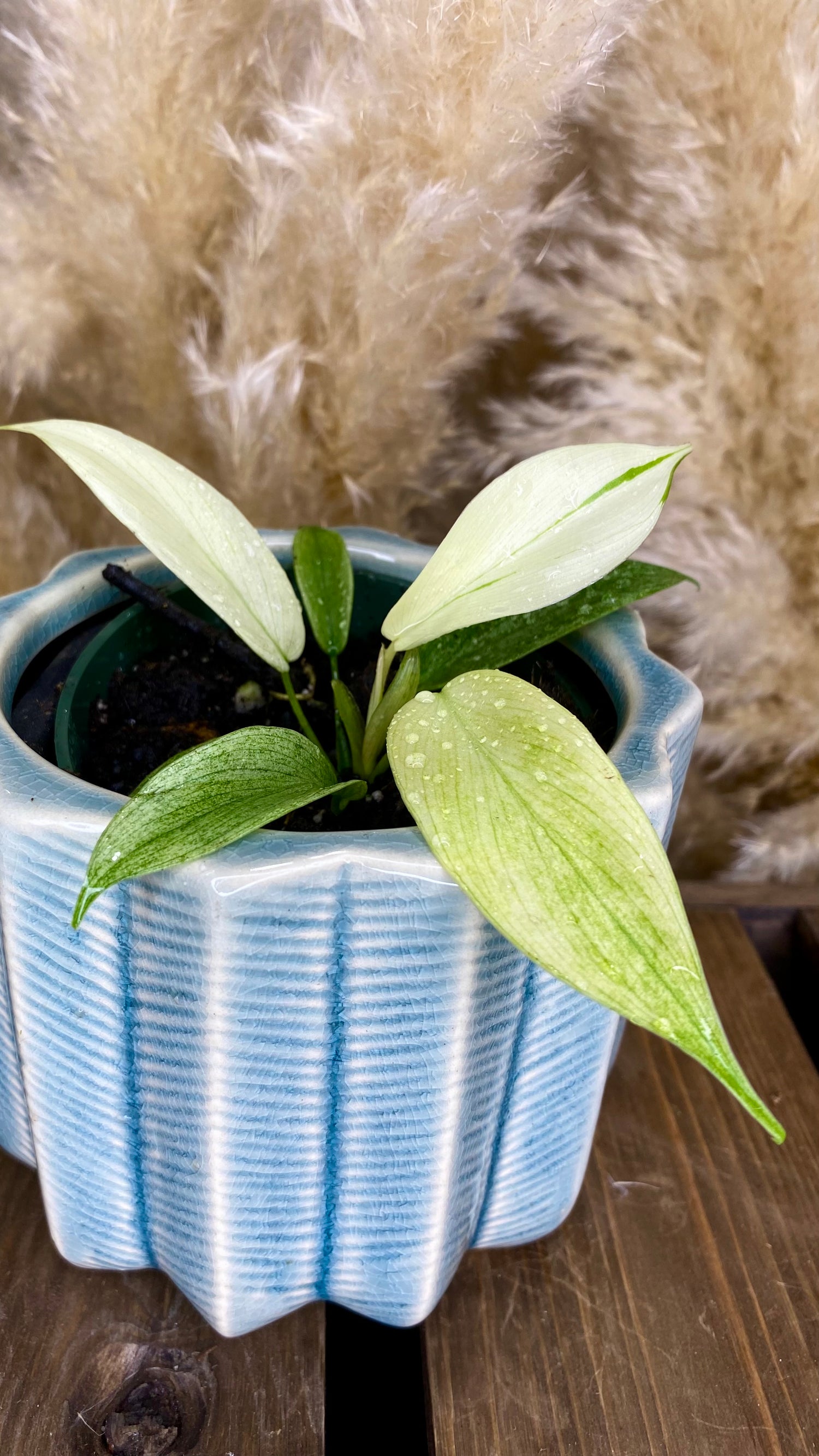 Philodendron Florida Ghost 4"