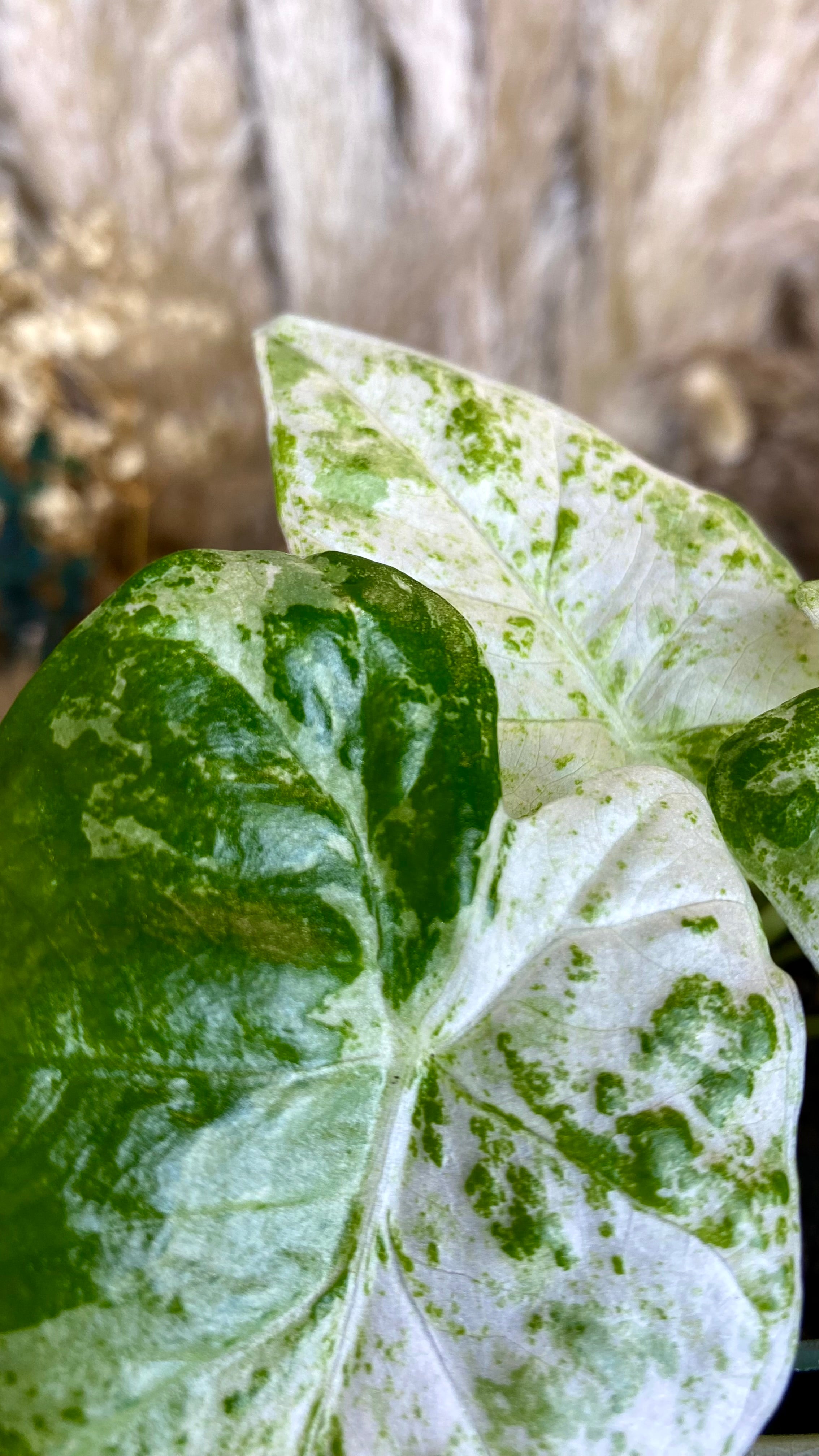 Alocasia Odora Batik