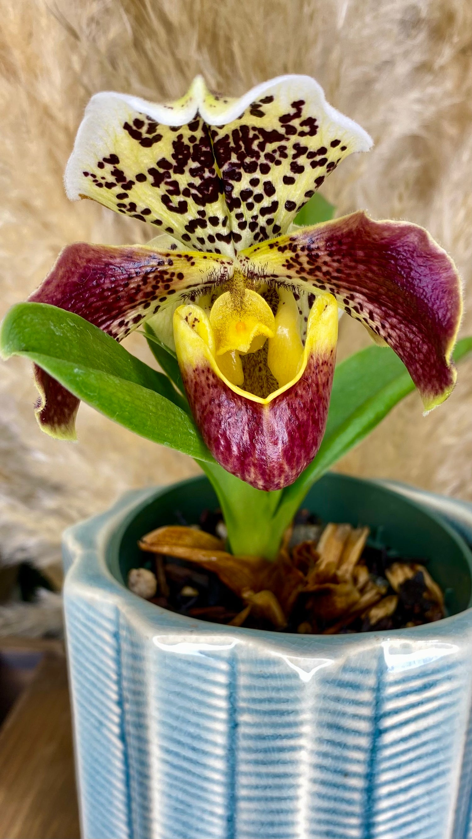 Paphiopedilum Orchid 4inch