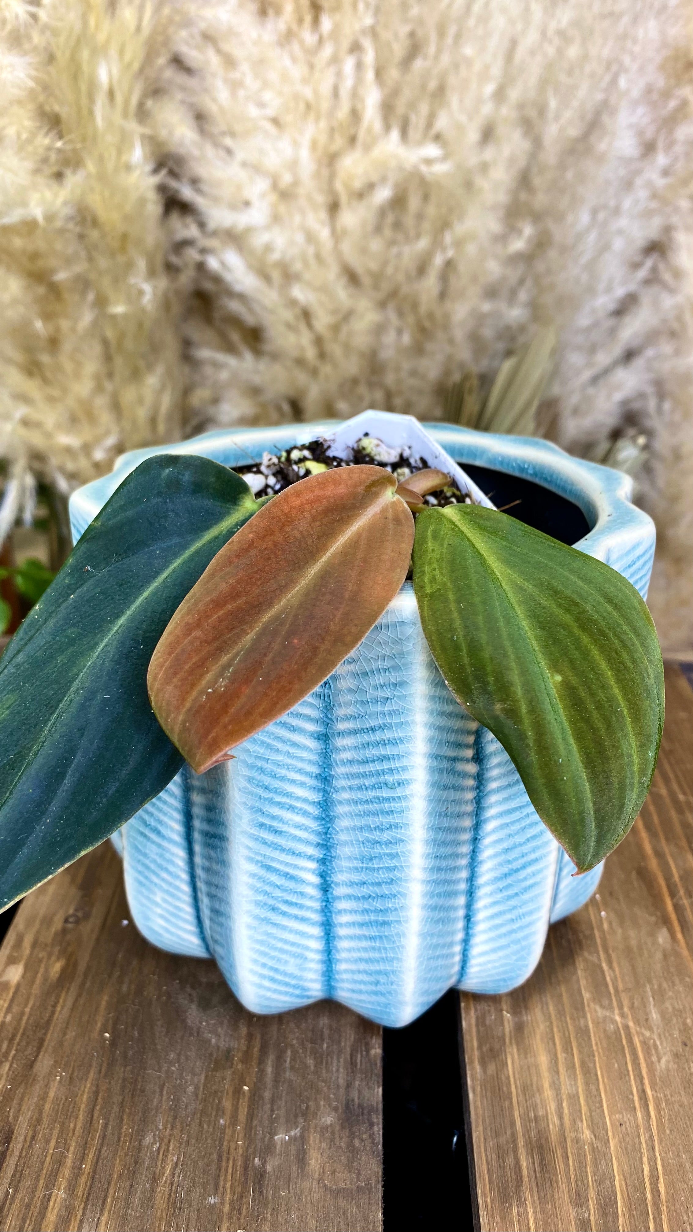 Philodendron Gigas (WPO70)