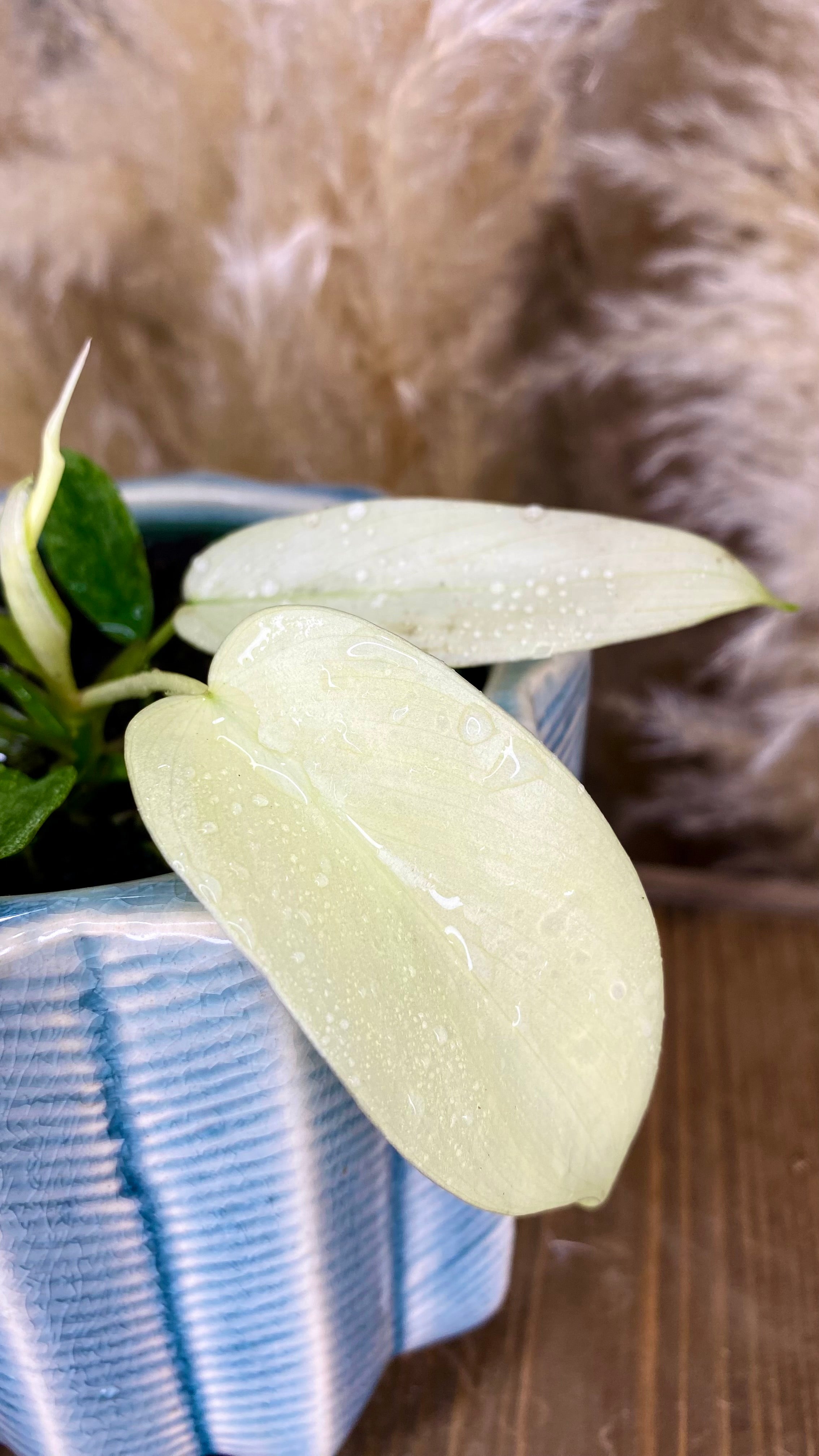 Philodendron Florida Ghost 4"