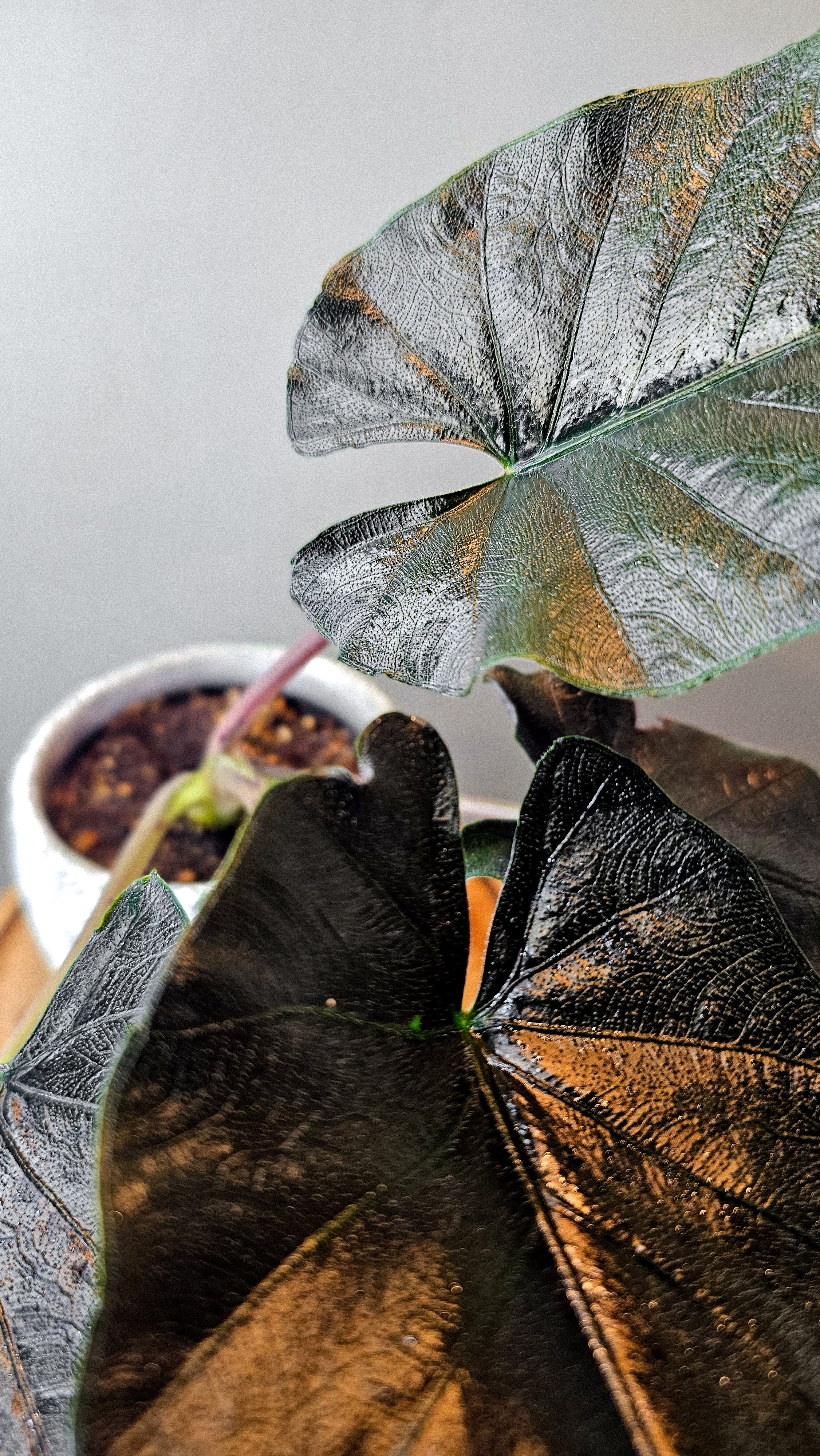 Alocasia Antoro Velvet