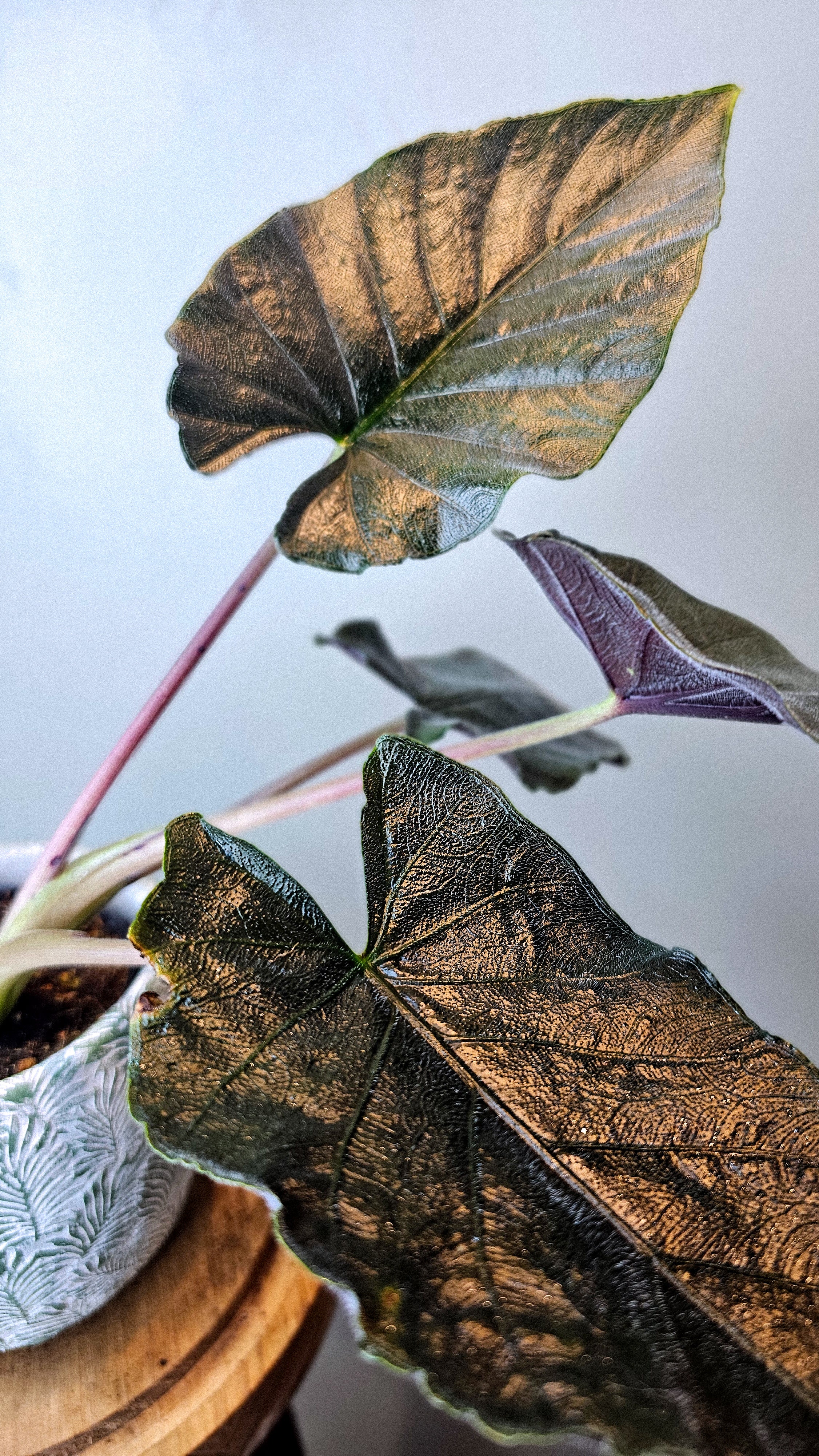 Alocasia Antoro Velvet
