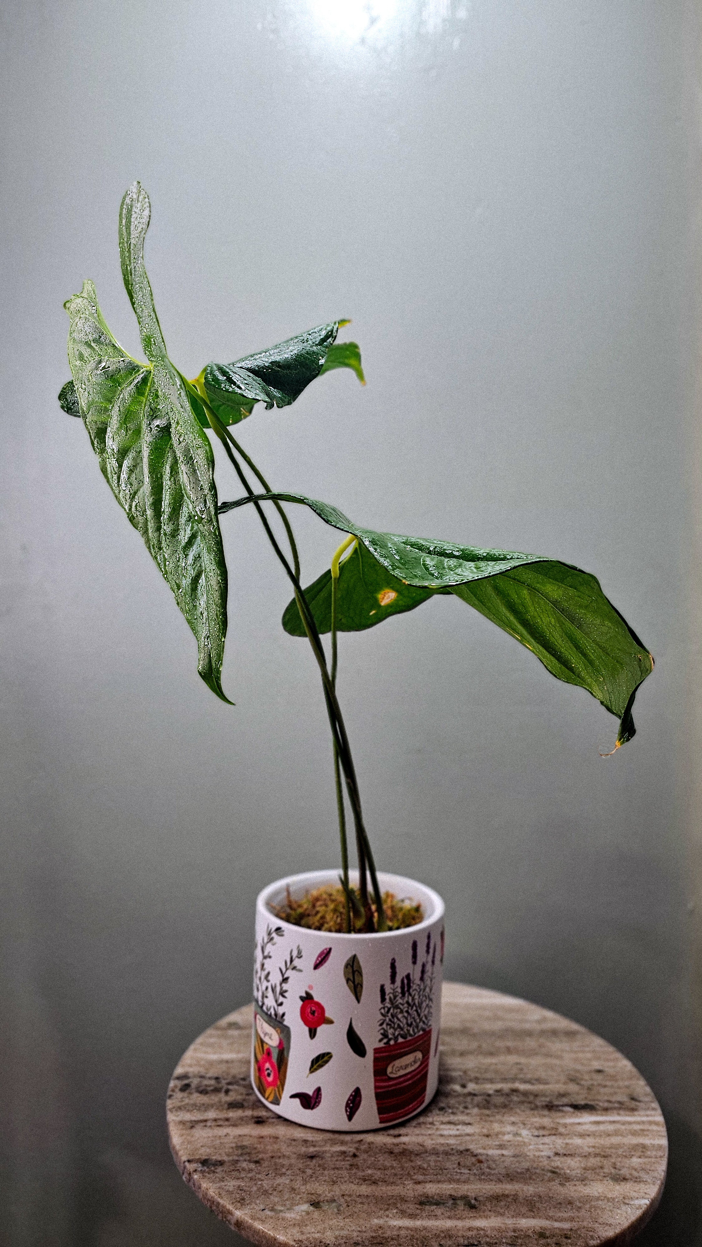 Anthurium Giganteum Verde (WA46)