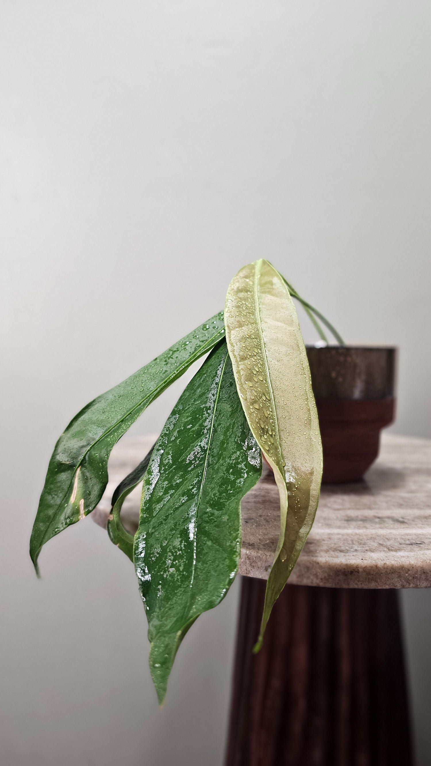 Anthurium Punctatum