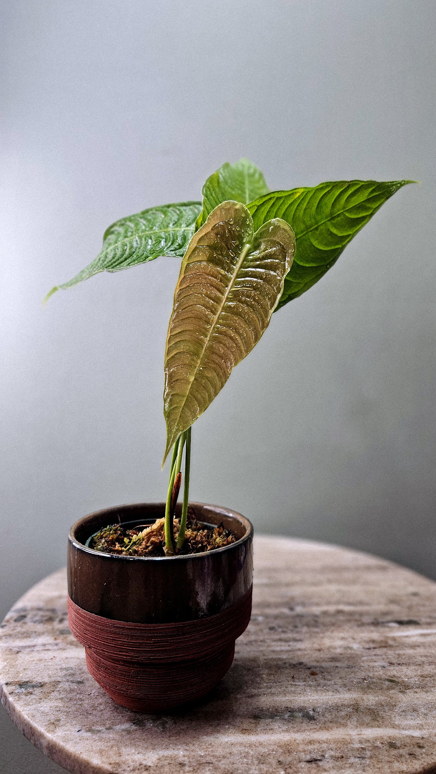 Anthurium Veichll Narrow medium