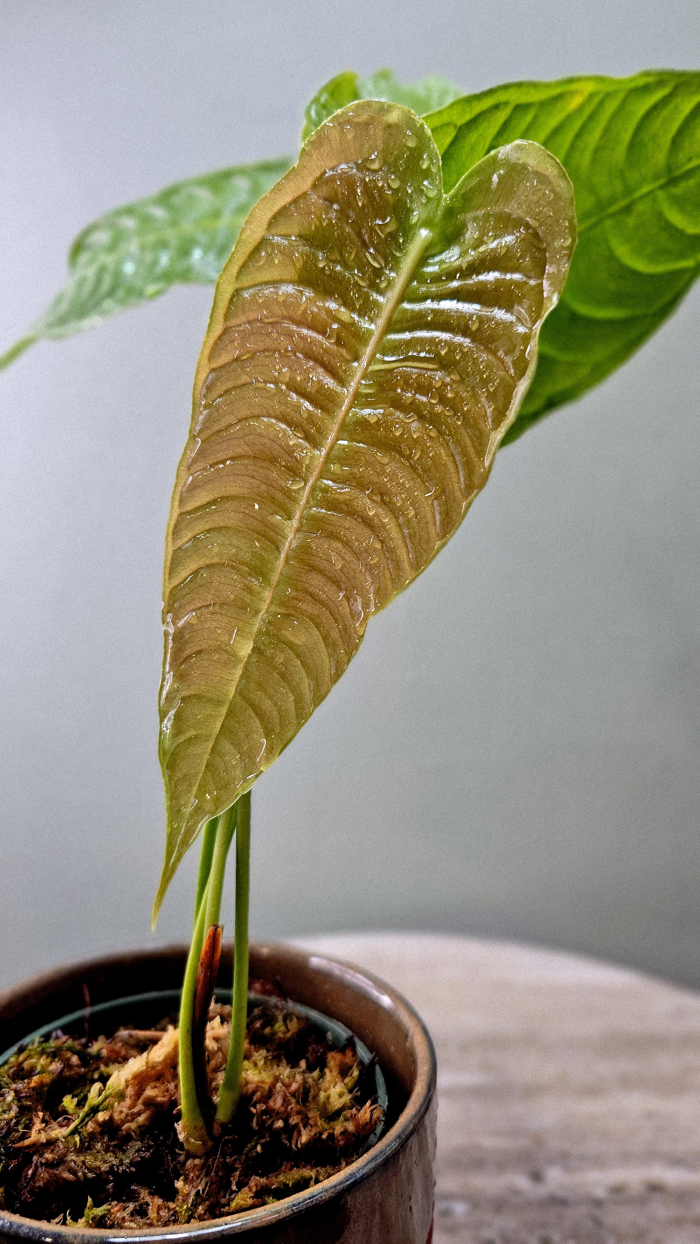 Anthurium Veichll Narrow medium