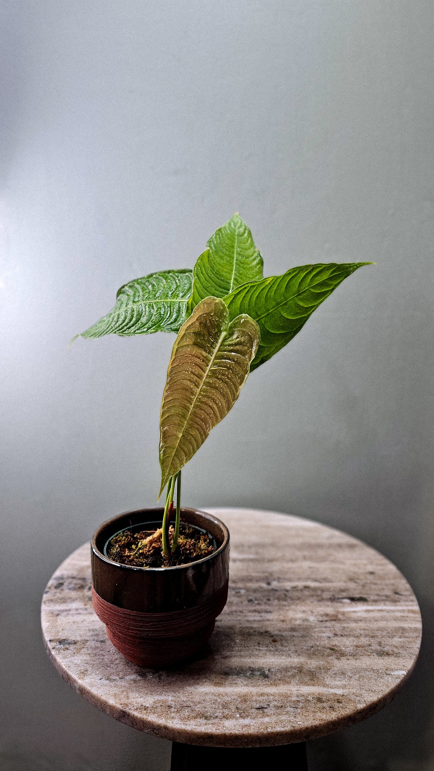 Anthurium Veichll Narrow medium