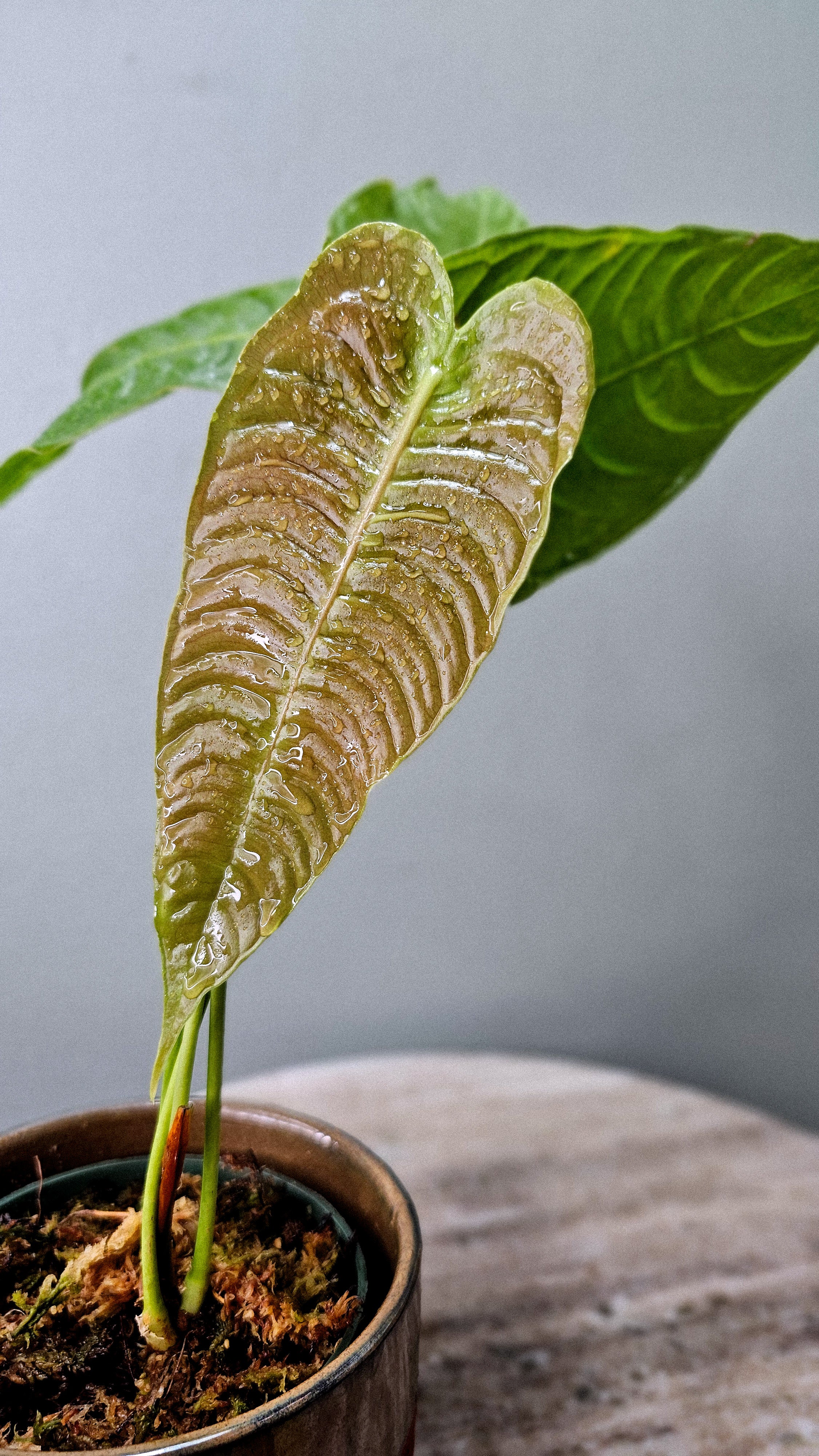 Anthurium Veichll Narrow medium