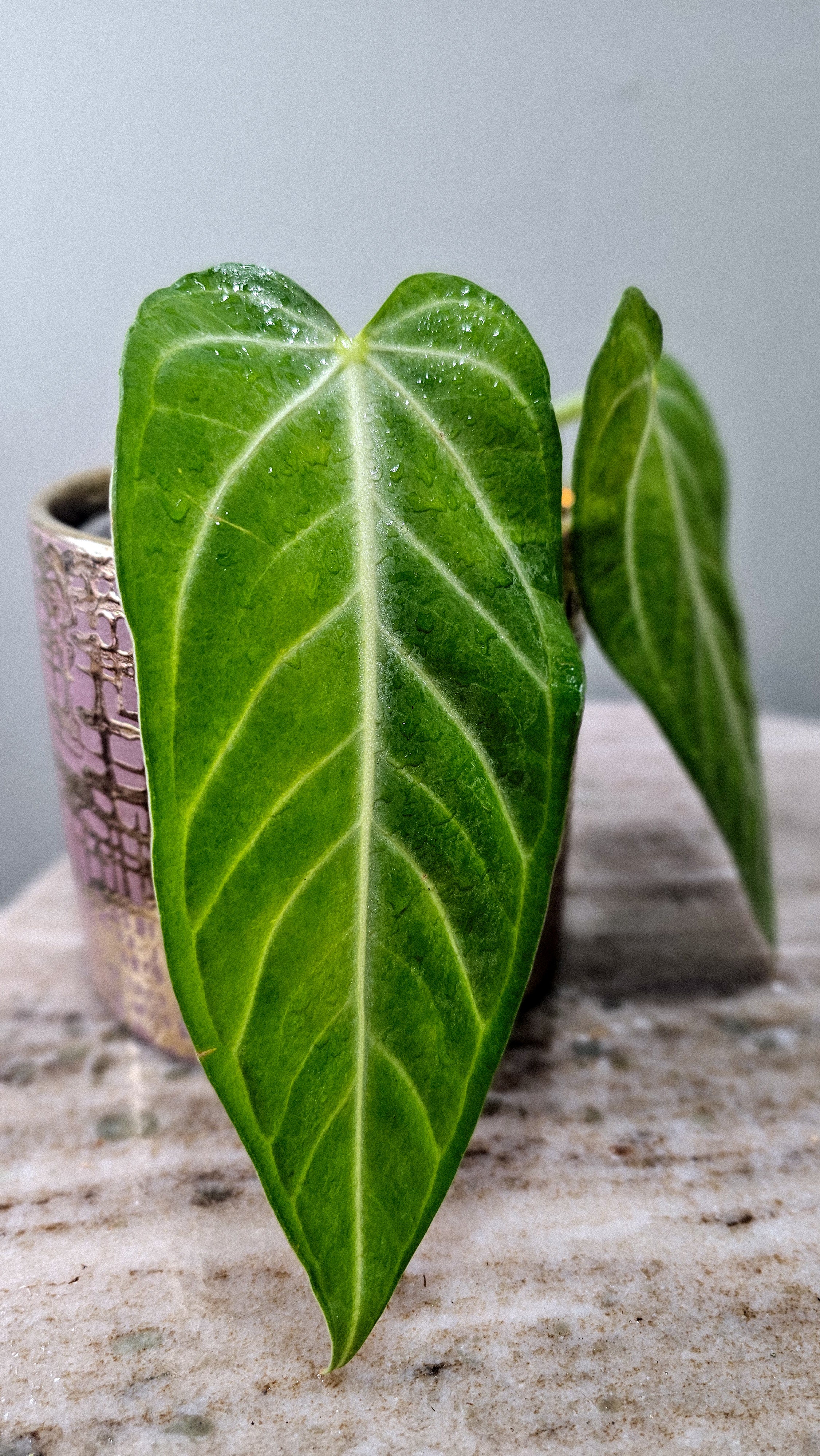 Anthurium Villenaorum medium