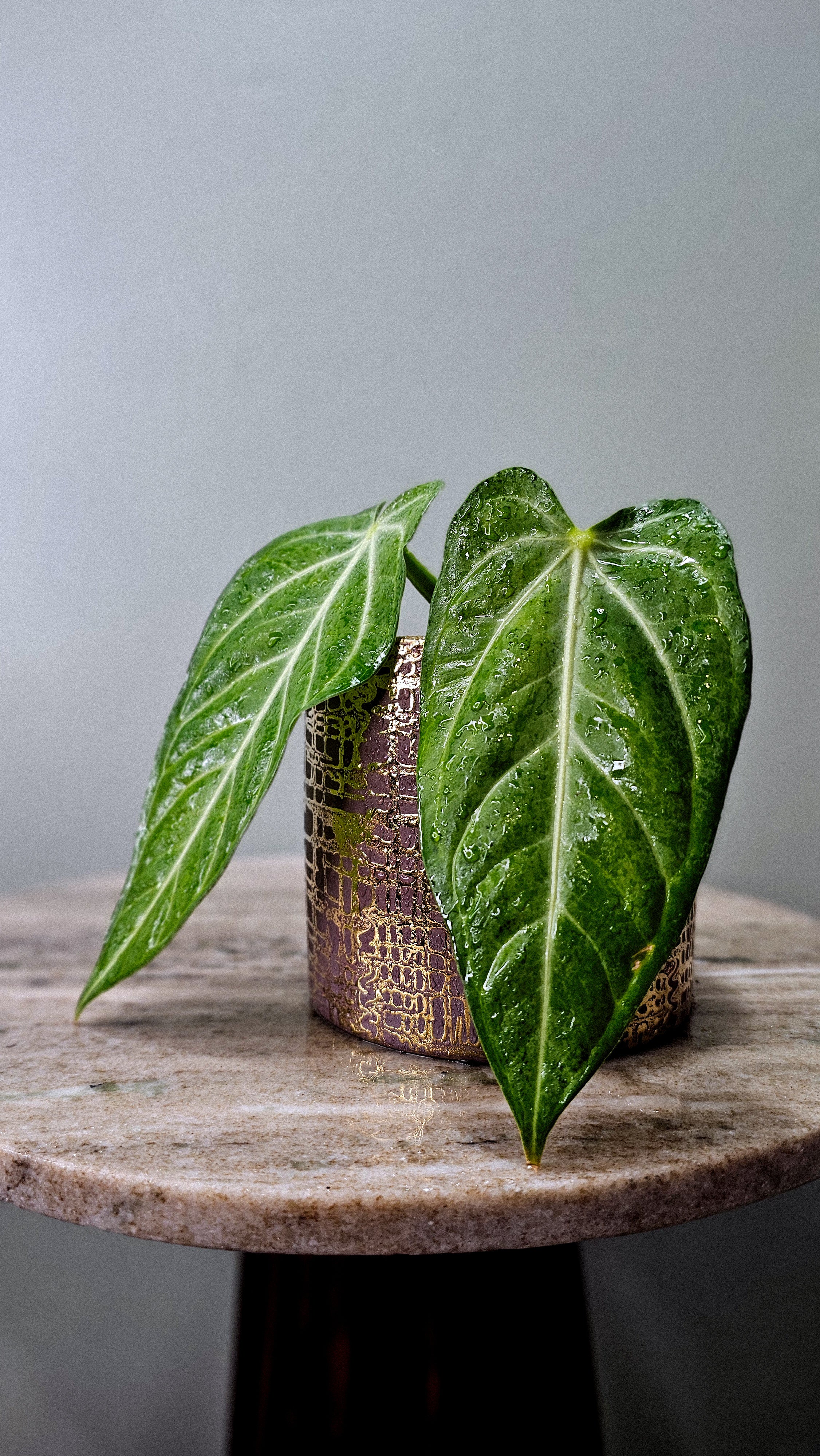 Anthurium Villenaorum medium