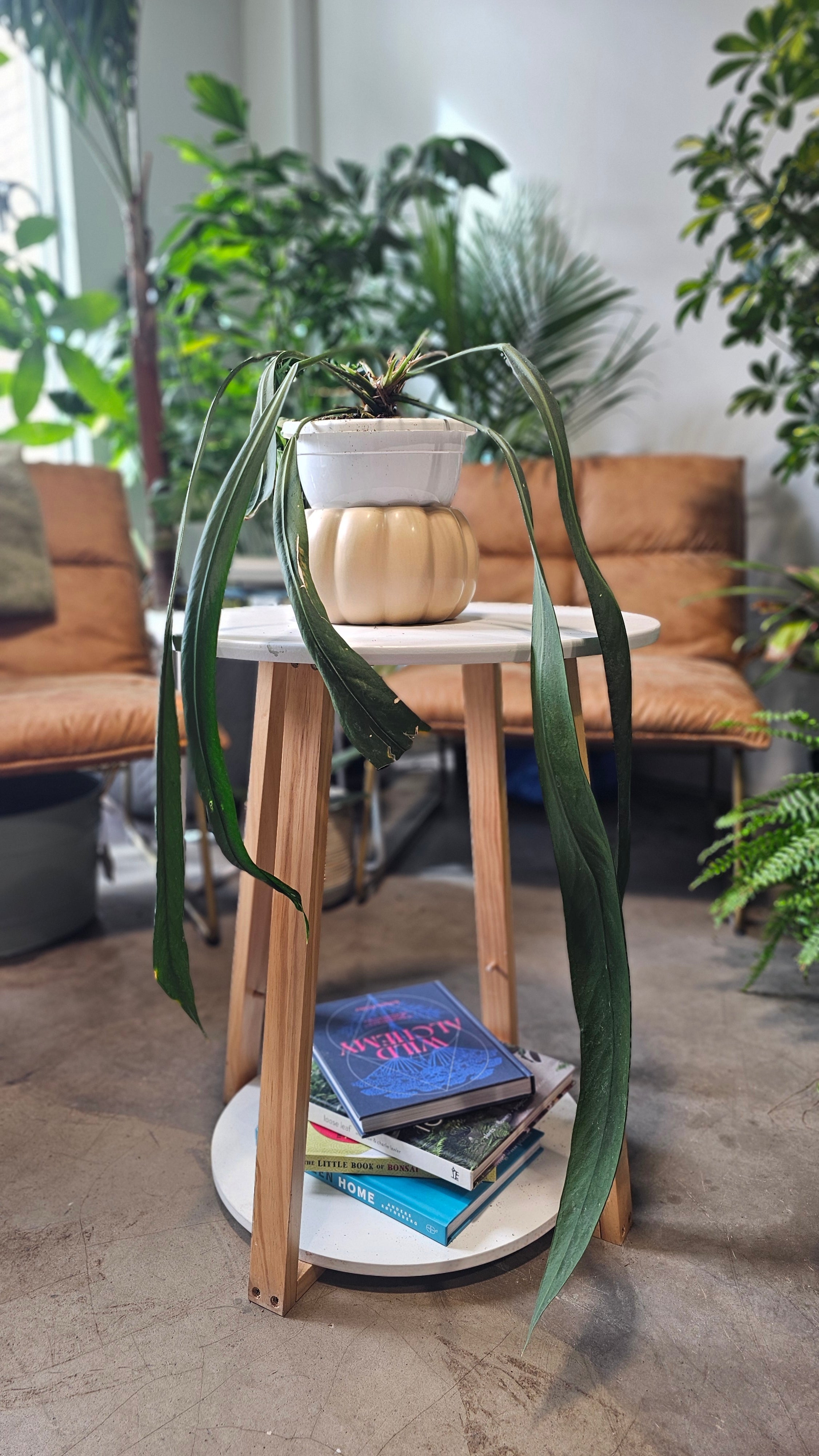 Anthurium Vittarifolium 6"HB