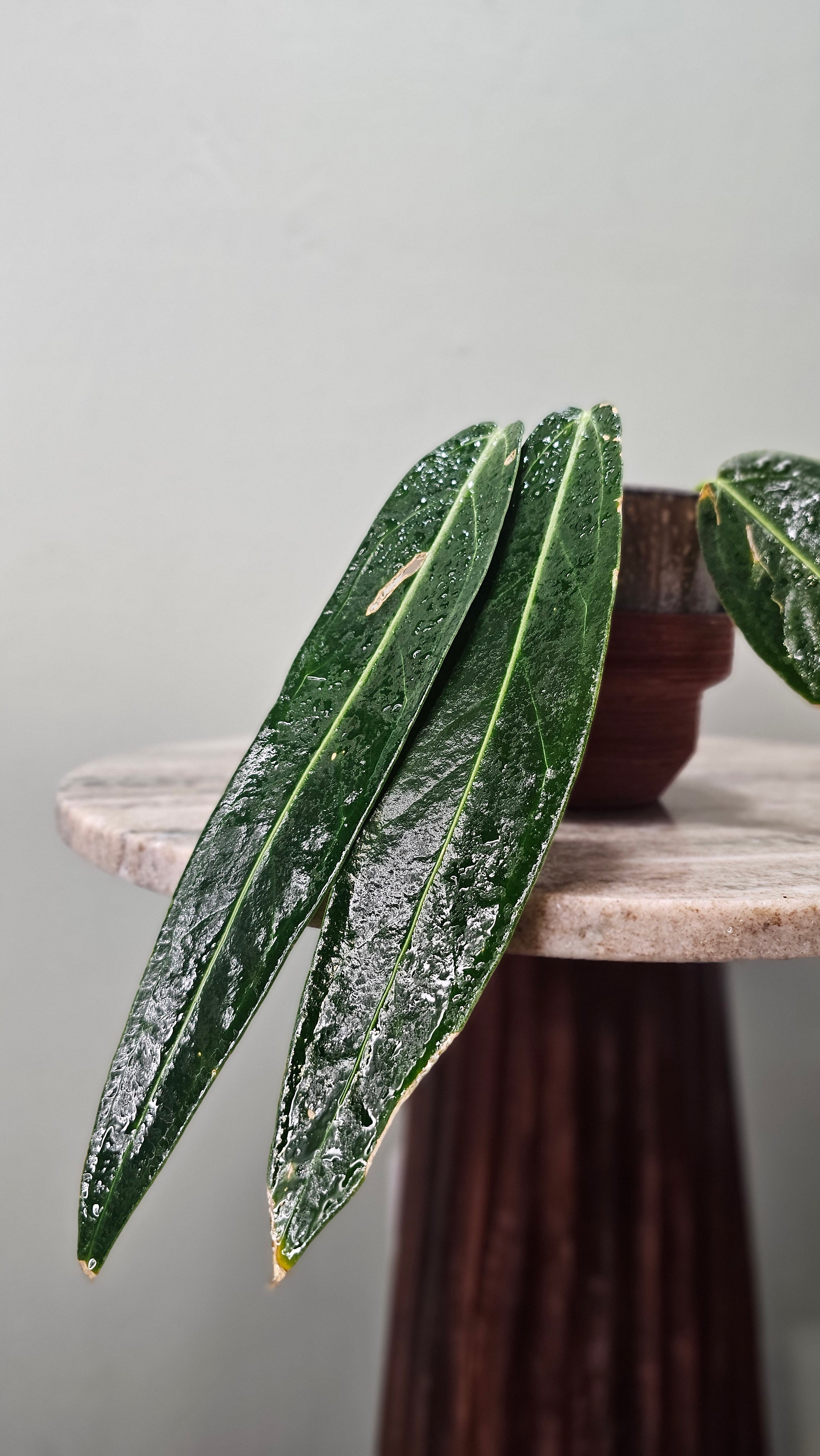 Anthurium Warocqueanum medium