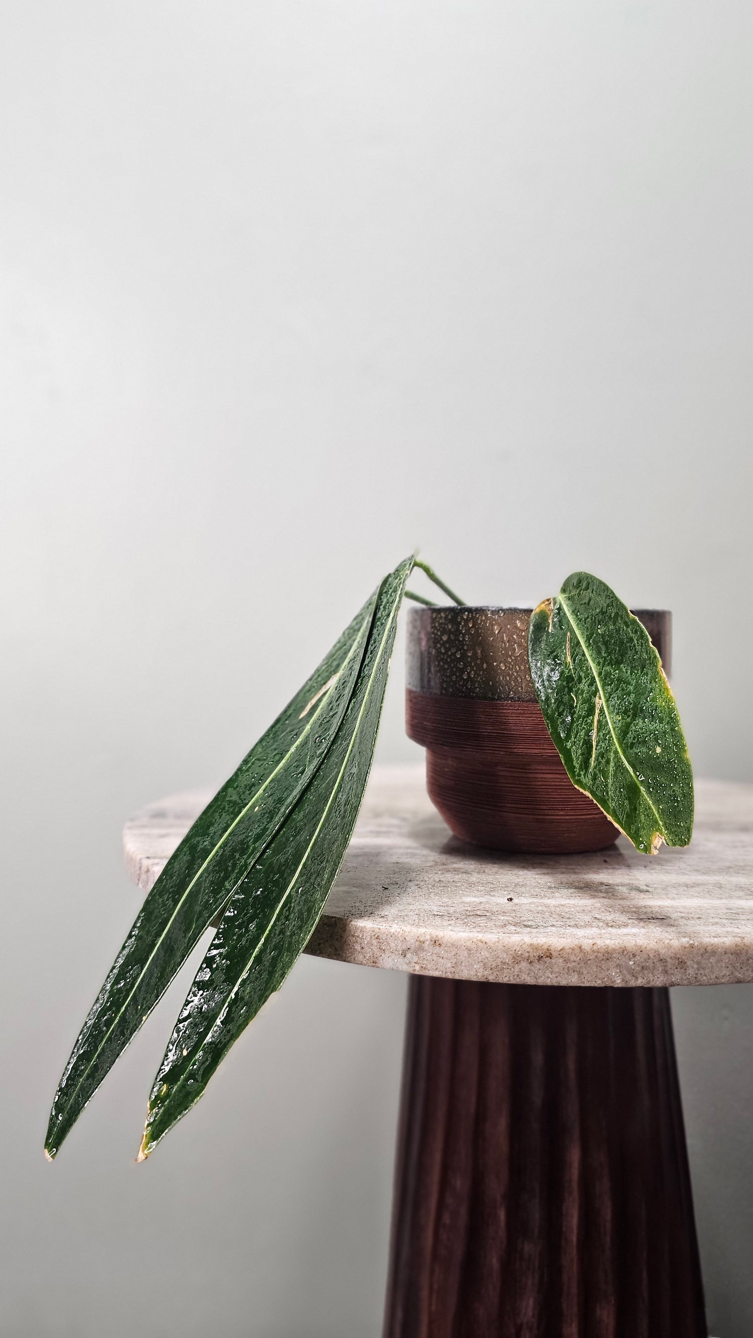 Anthurium Warocqueanum medium