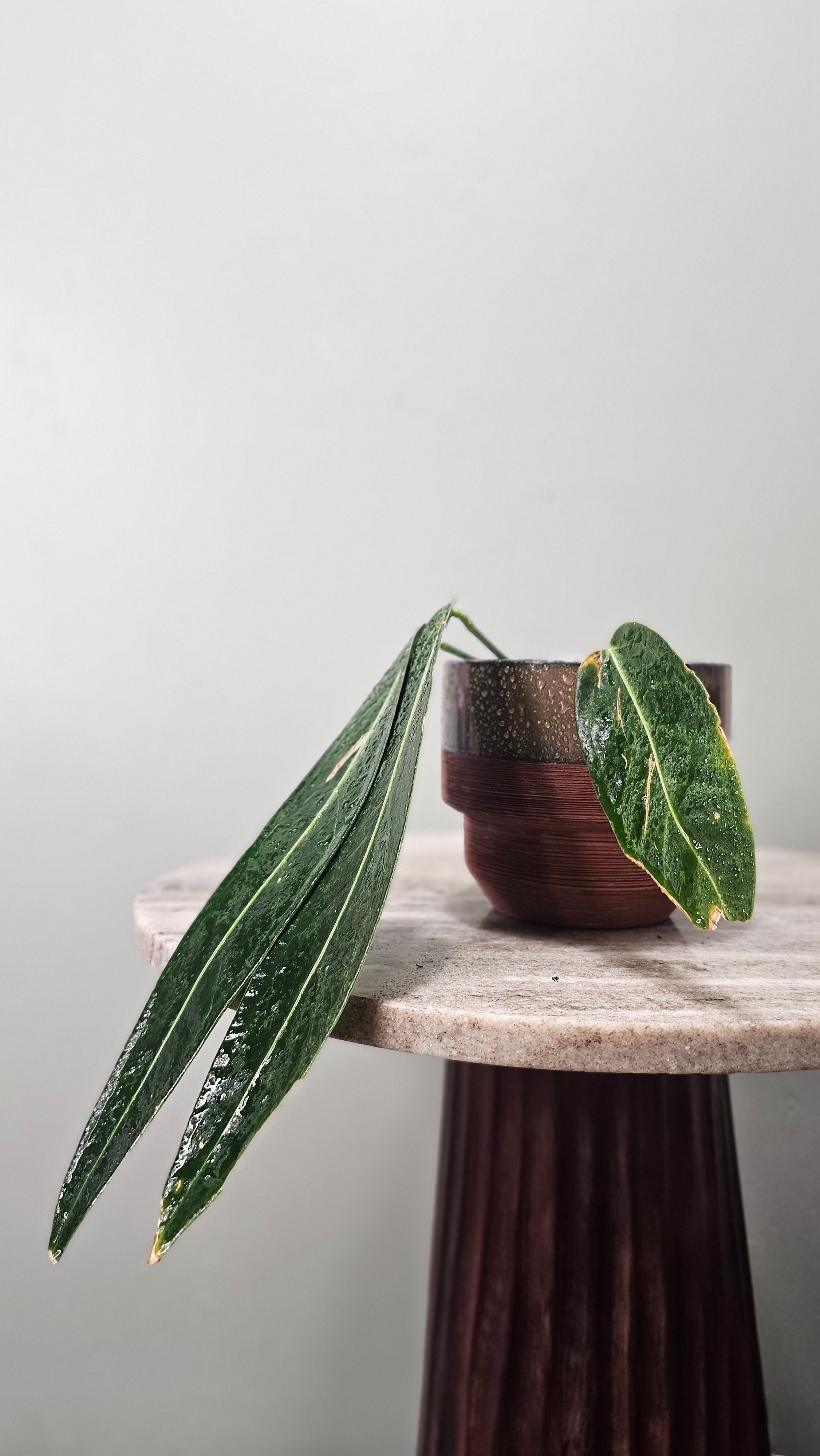 Anthurium Warocqueanum medium