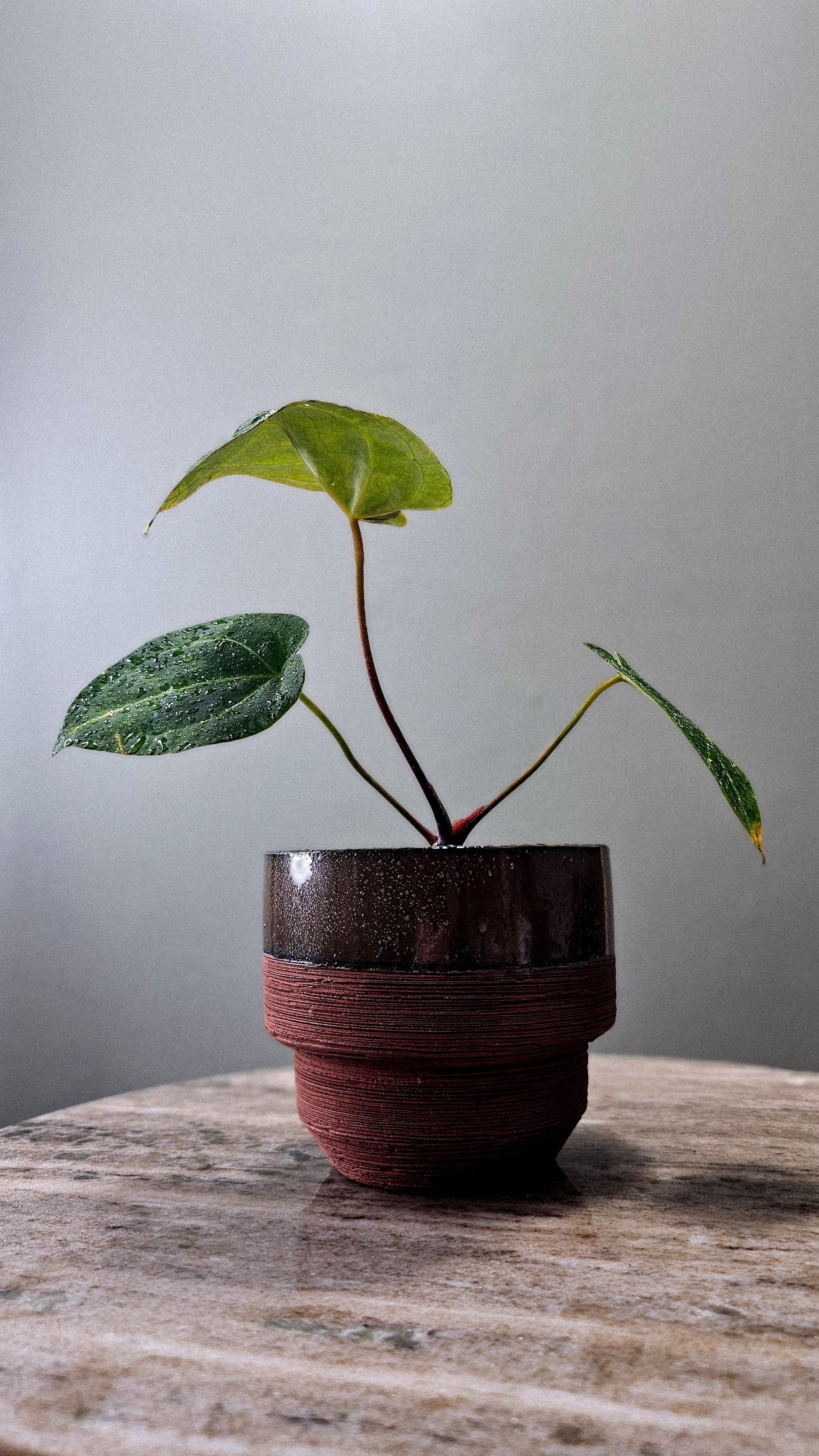 Anthurium Black Velvet