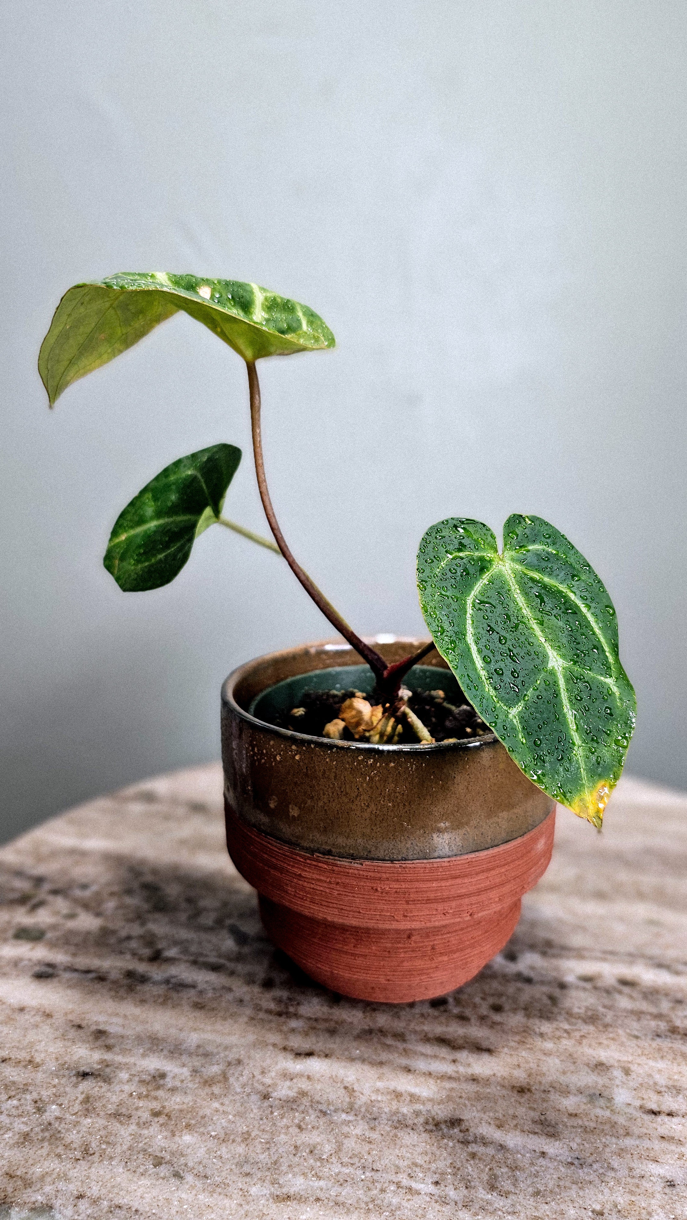 Anthurium Black Velvet
