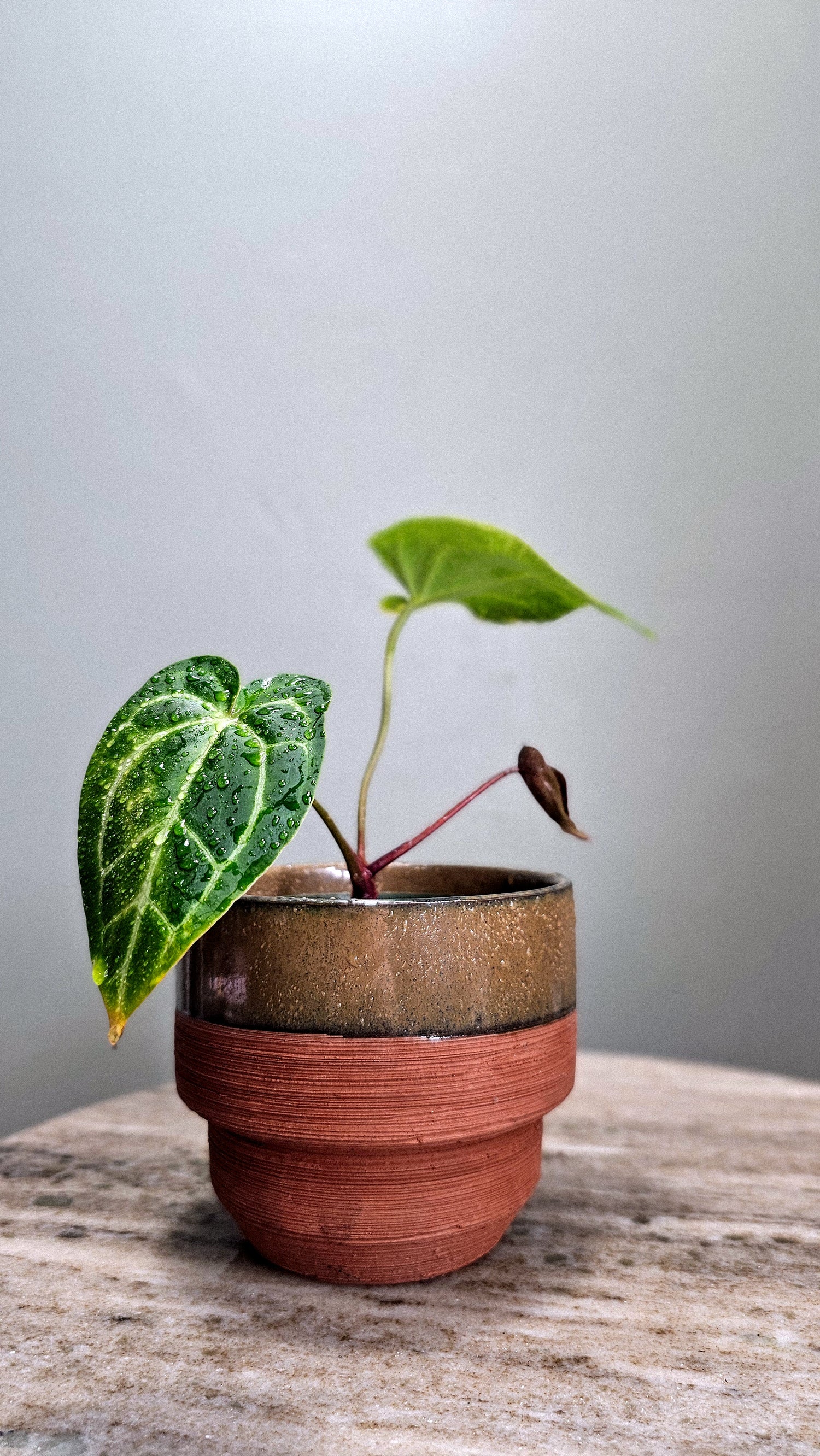 Anthurium Black Velvet