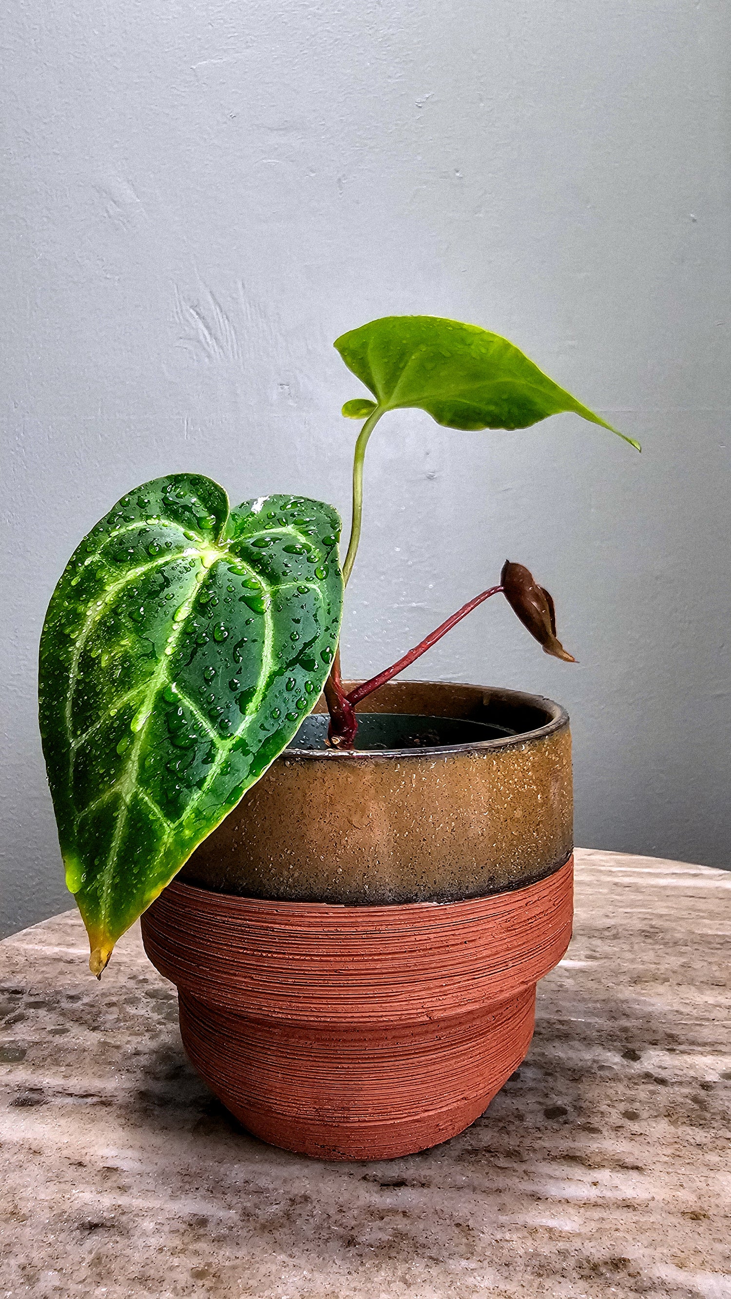 Anthurium Black Velvet