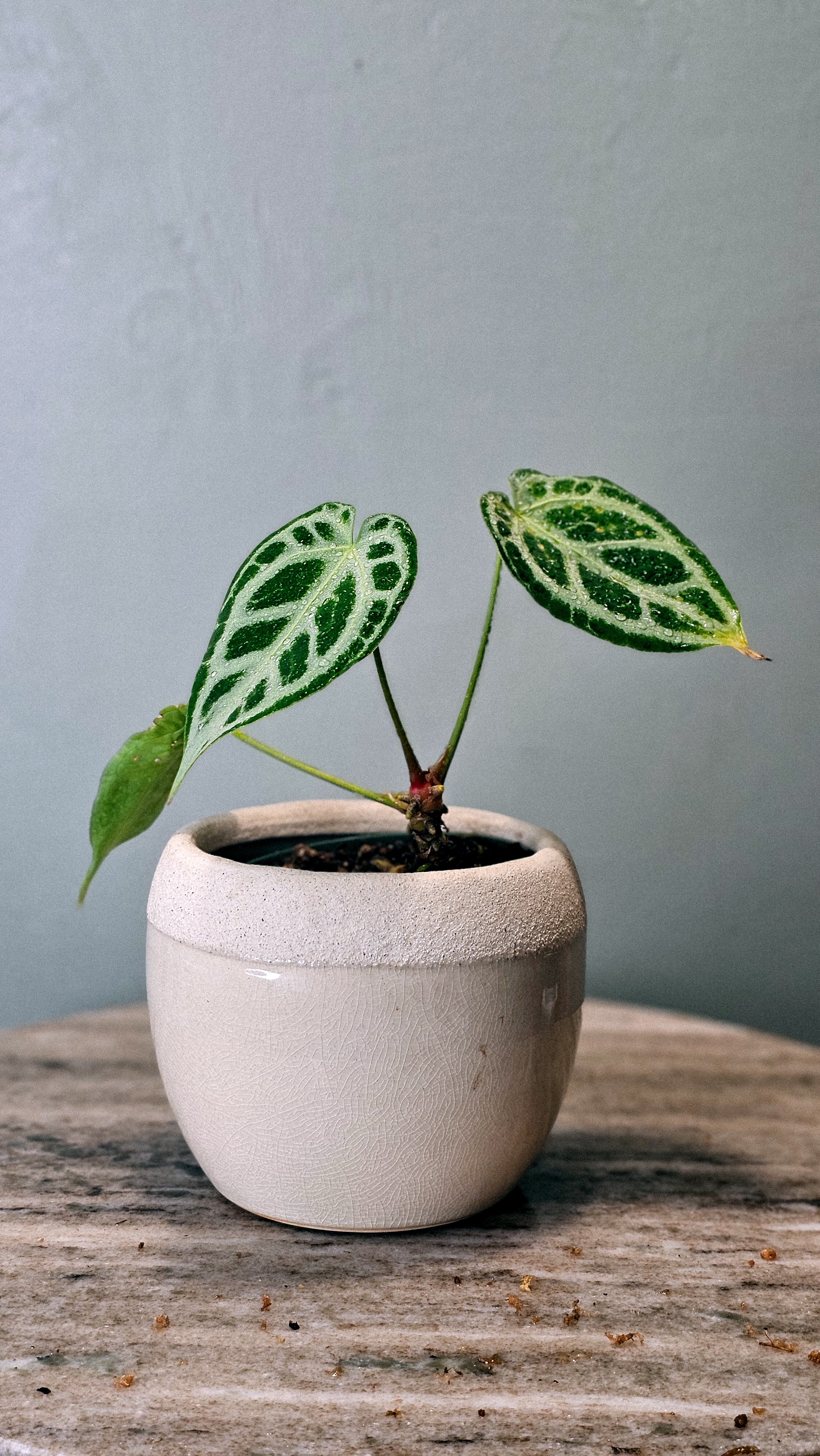 Anthurium Crystal Hope (WA48)