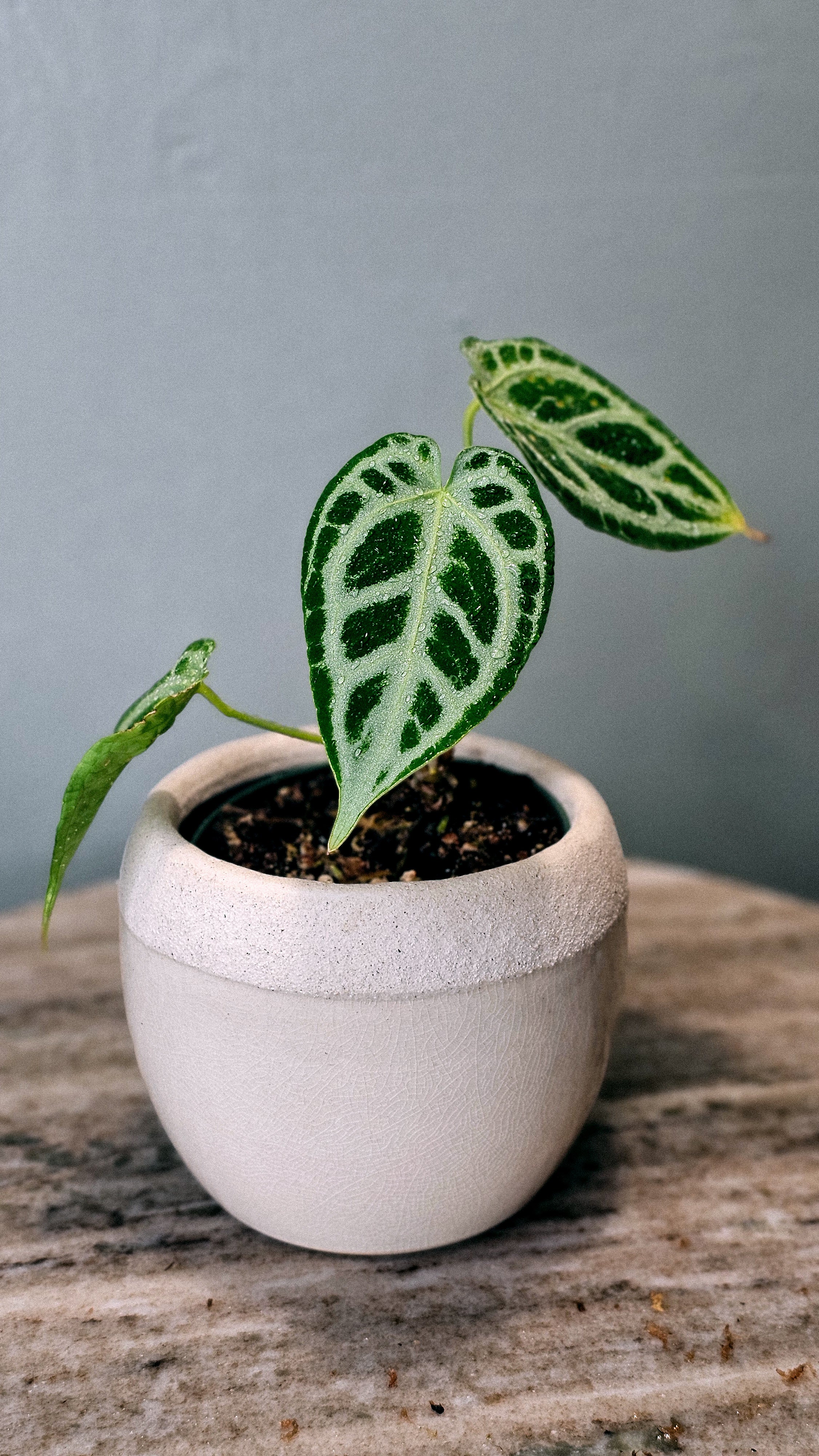 Anthurium Crystal Hope (WA48)