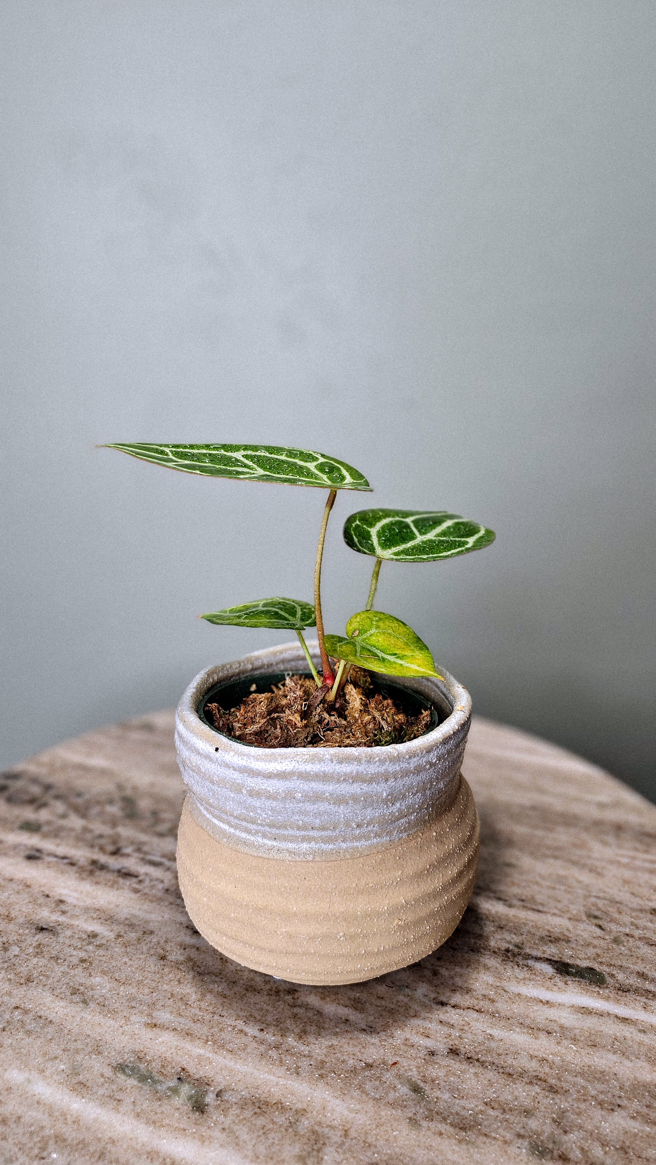 Anthurium Crystallinum Super Silver small