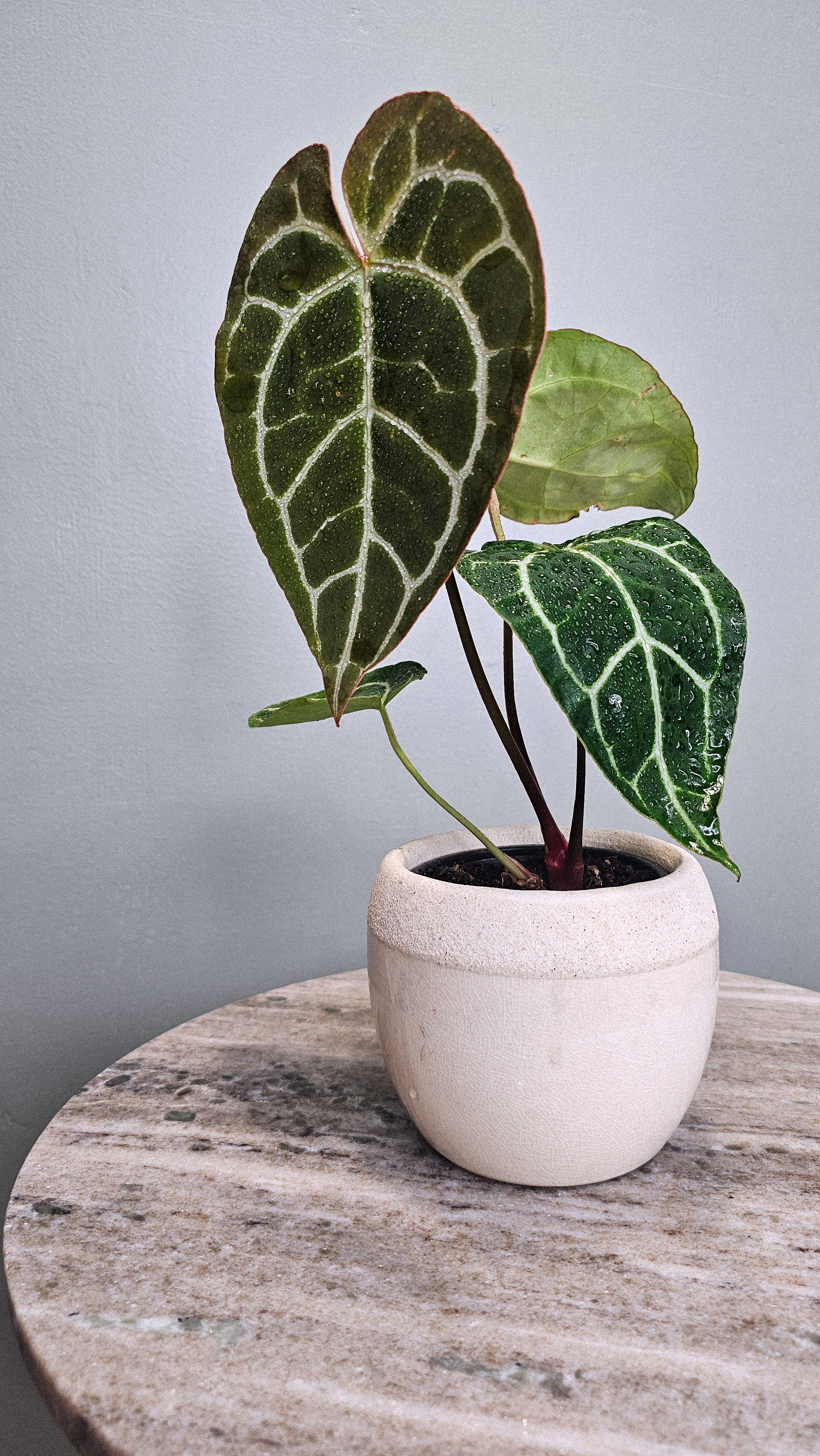 Anthurium Crystallinum big