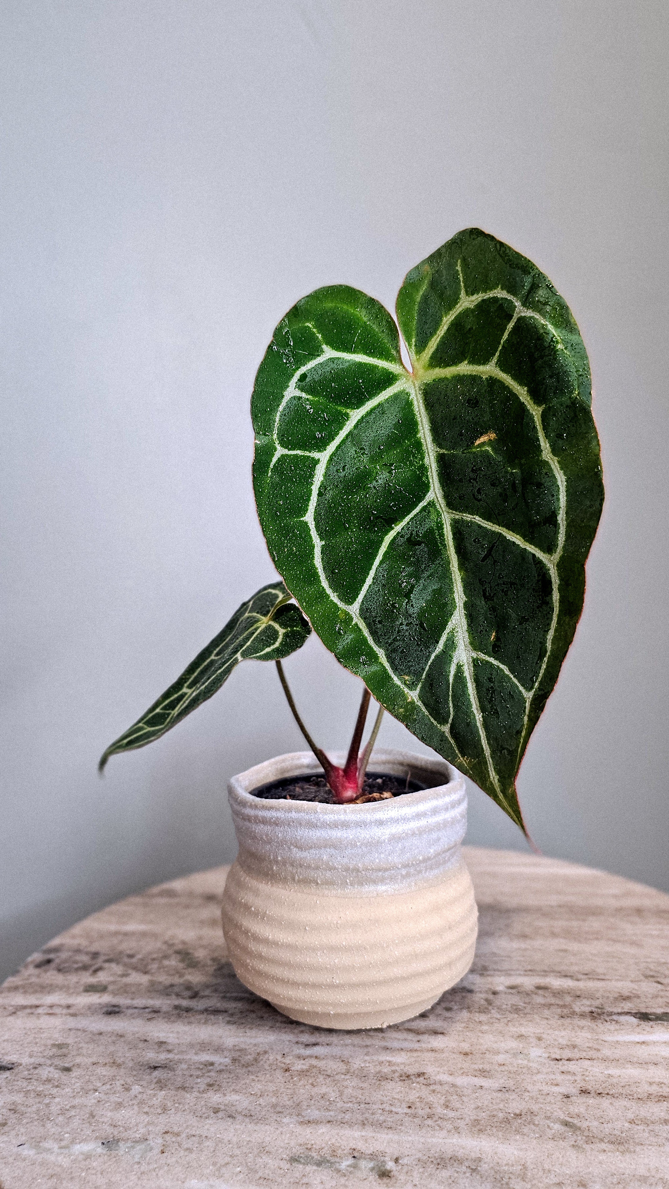 Anthurium Crystallinum big