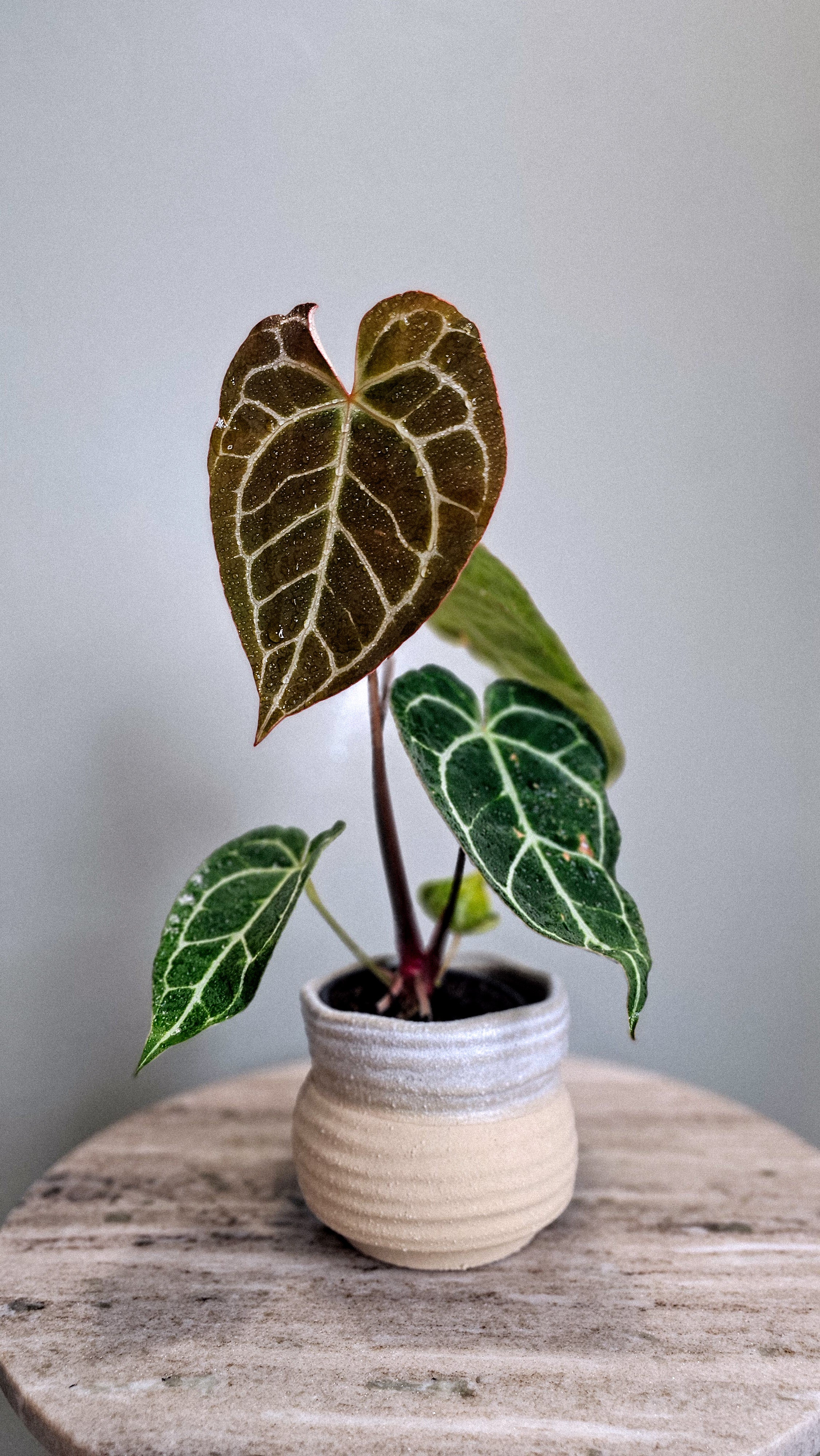 Anthurium Crystallinum big