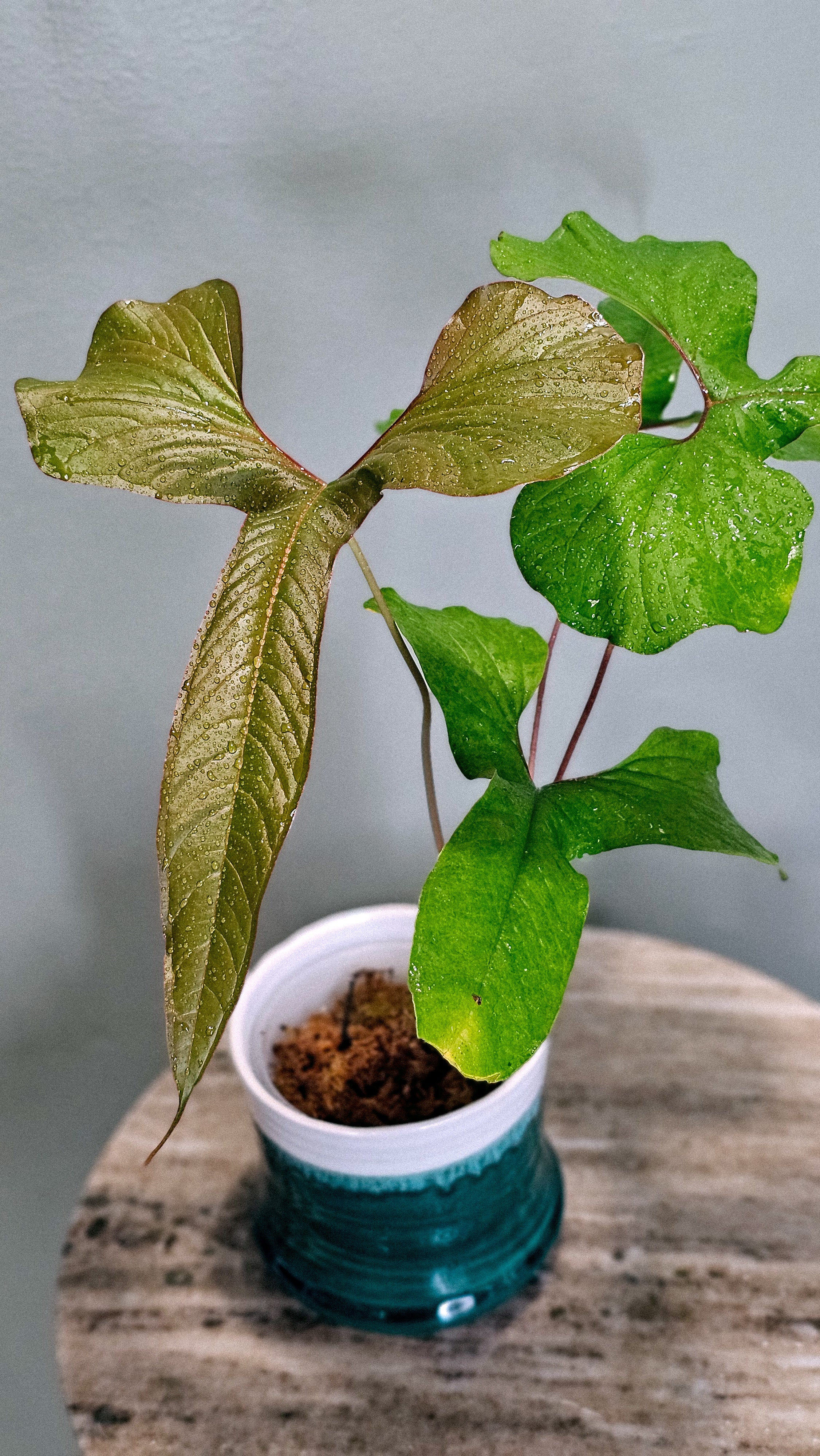 Anthurium Draconopterum