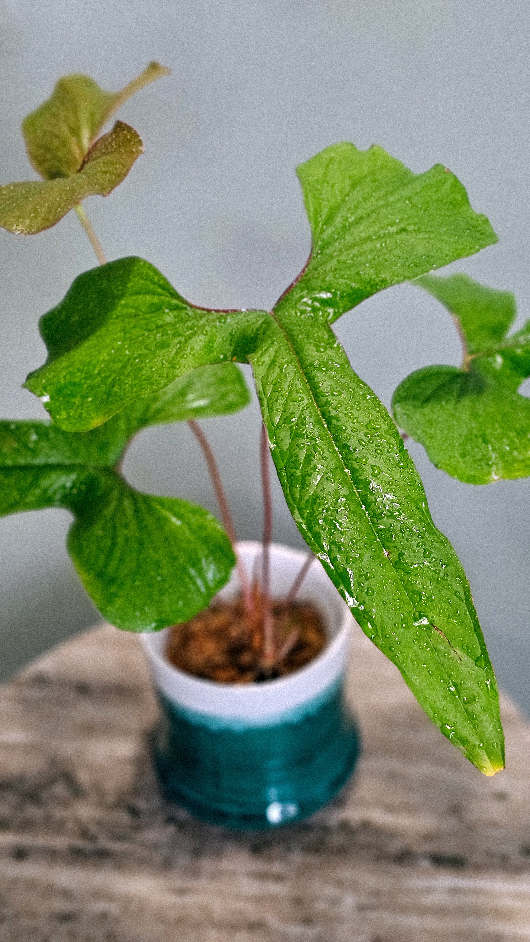 Anthurium Draconopterum