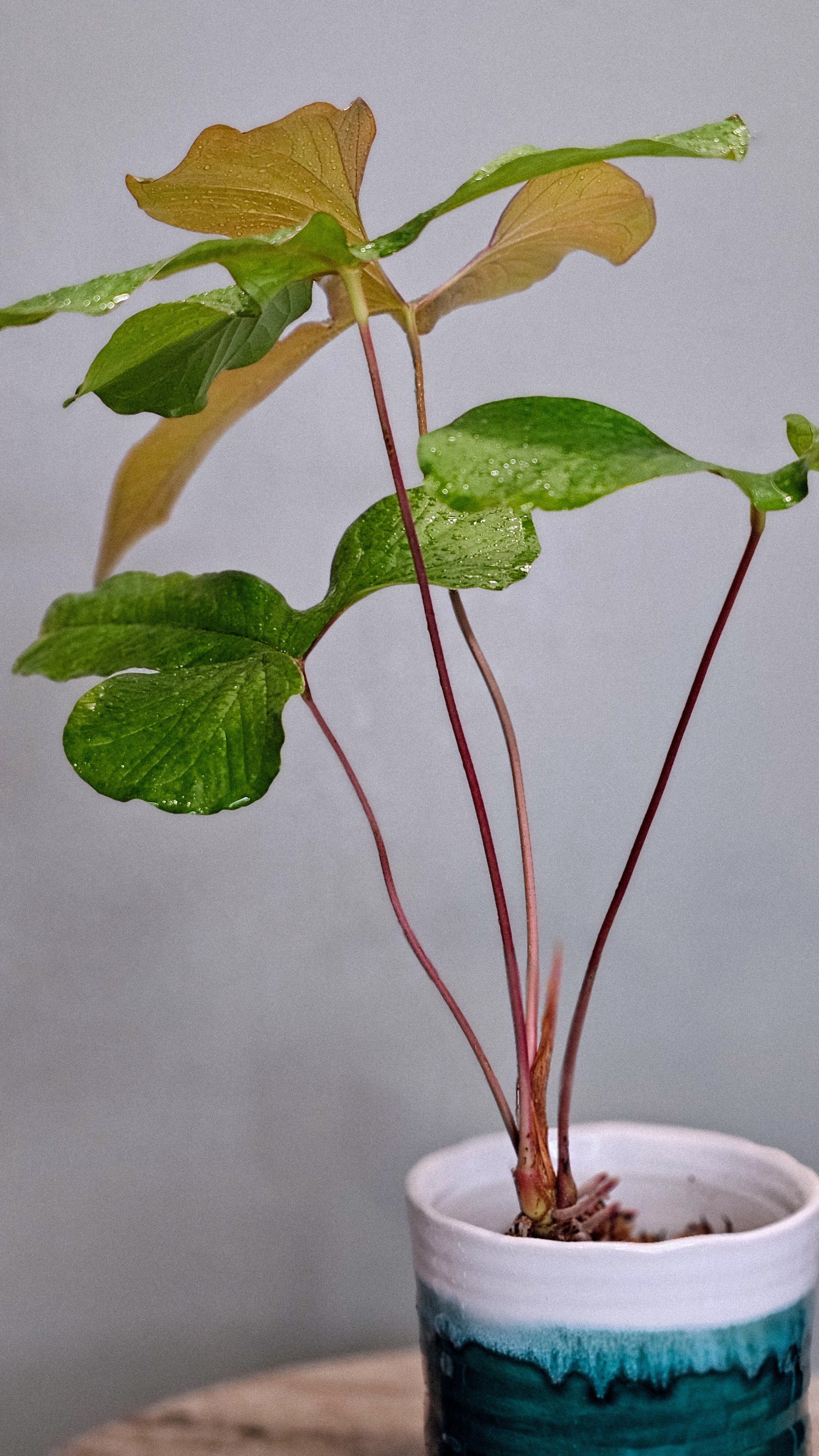 Anthurium Draconopterum