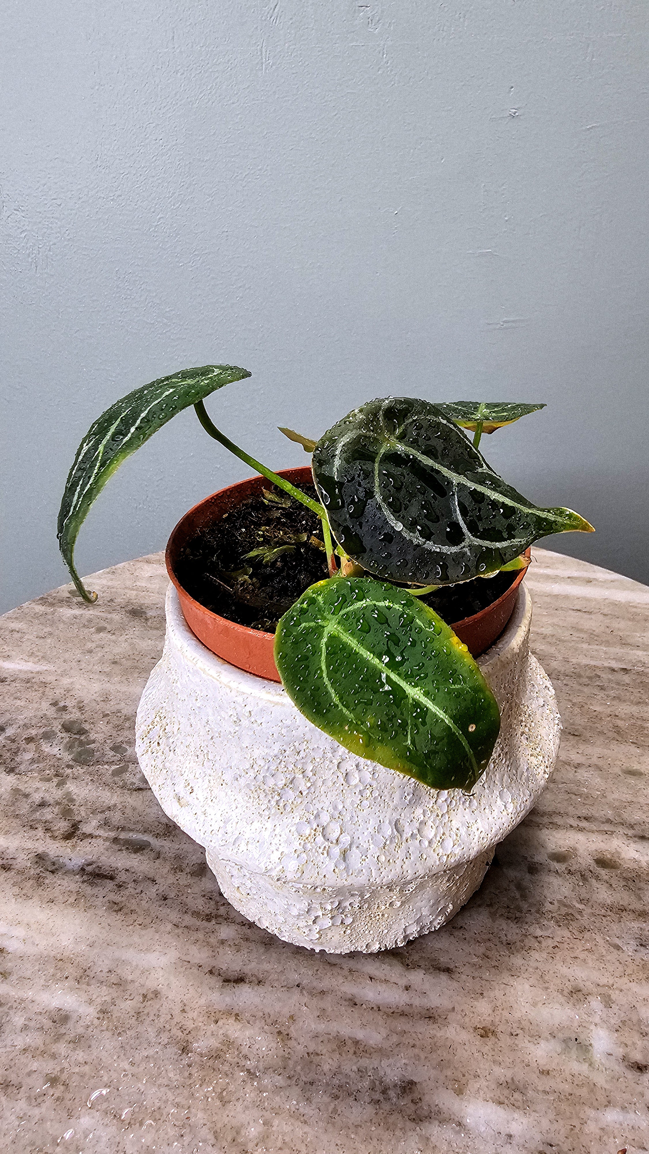 Anthurium Forgetii