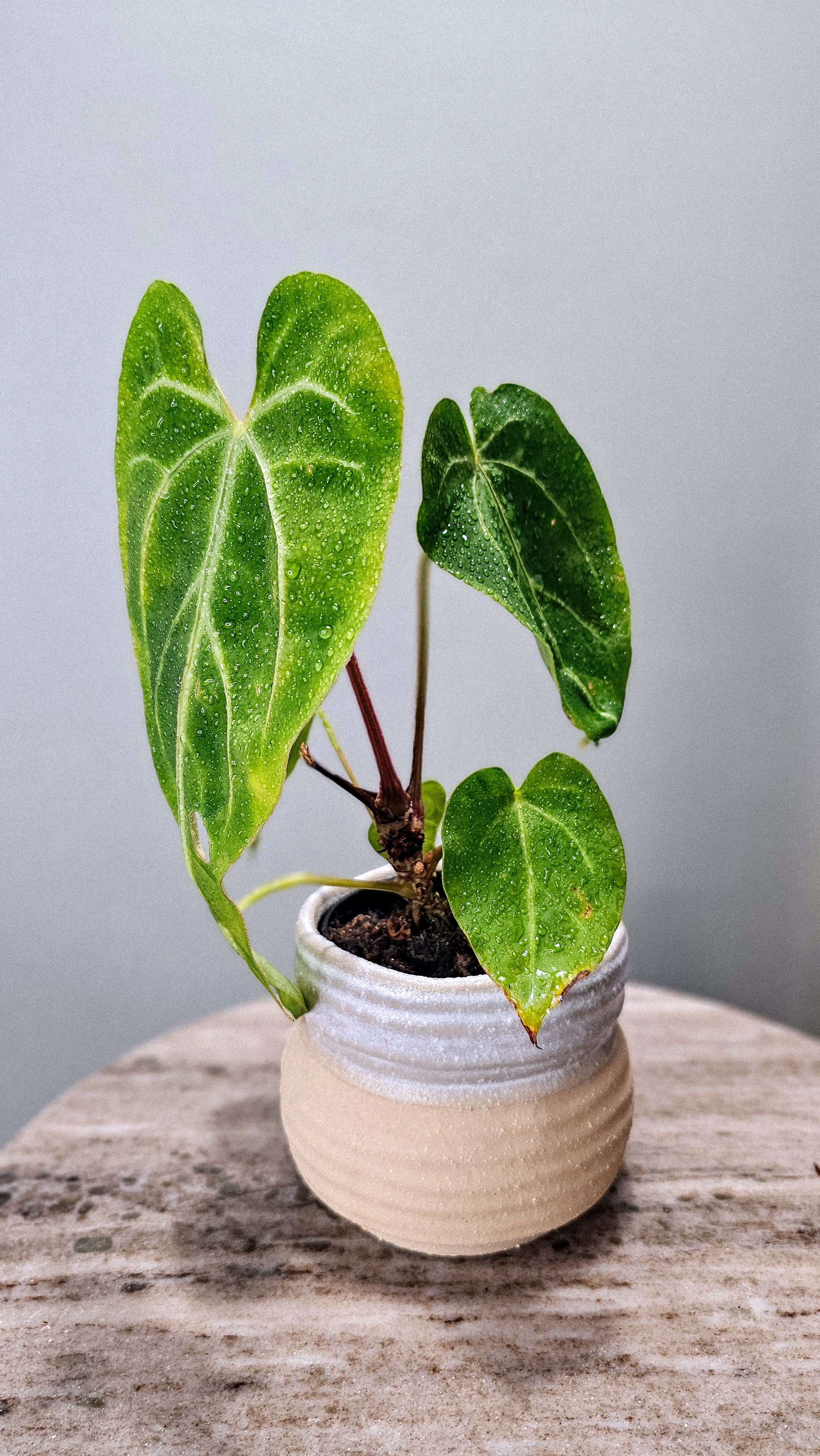 Anthurium Magnificum