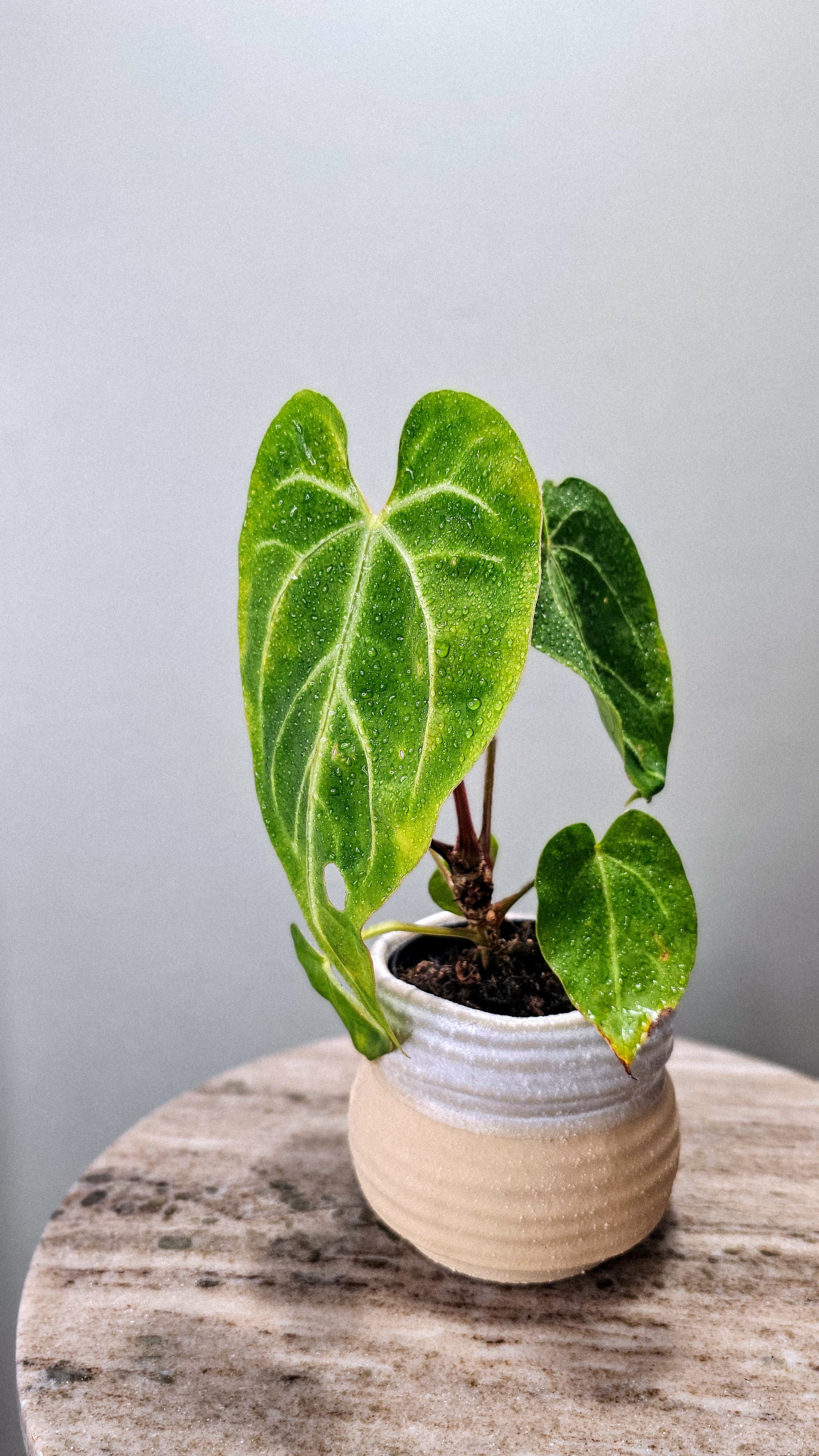 Anthurium Magnificum