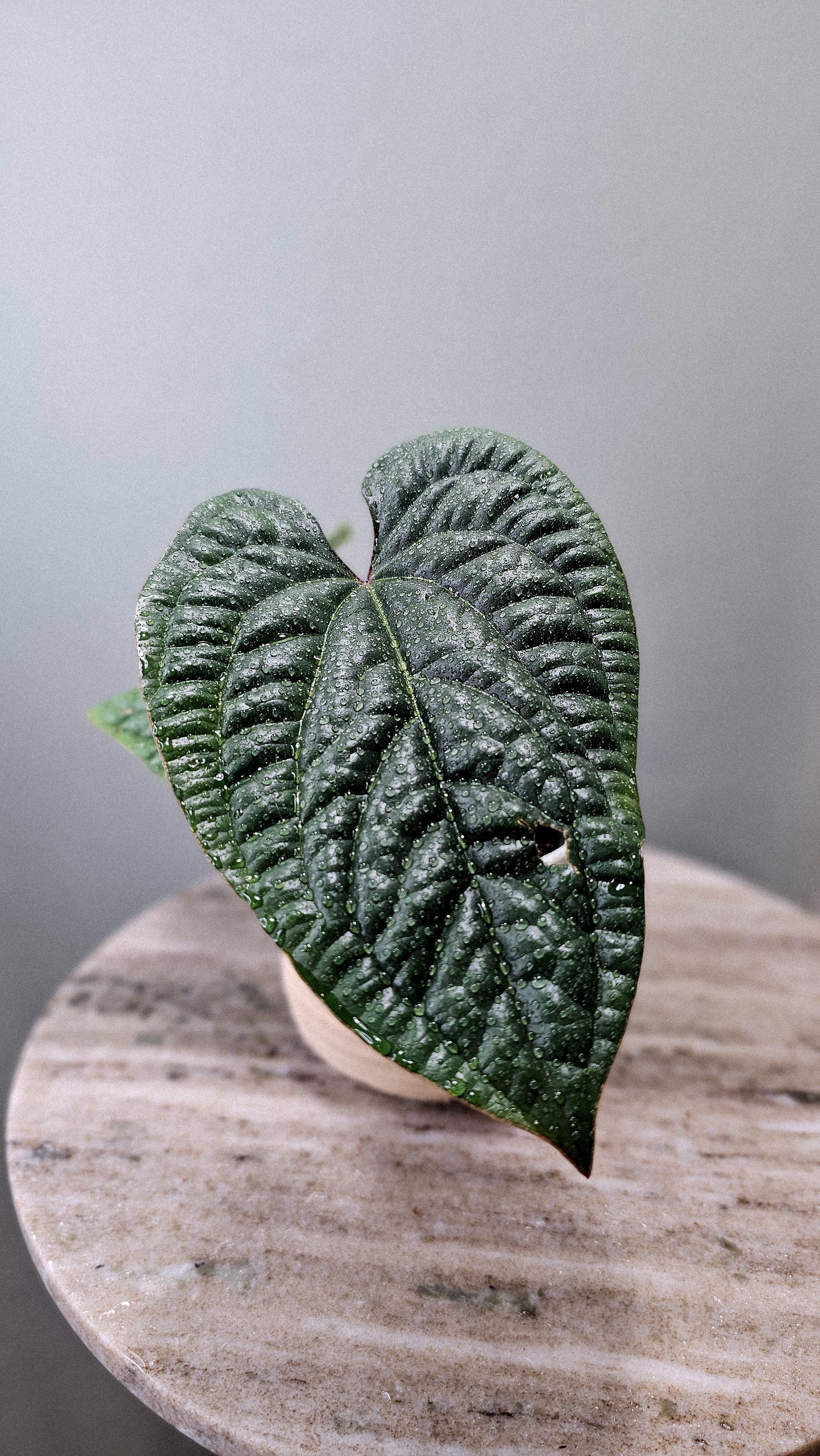 Anthurium Radicans x Luxurians Weekly Feature