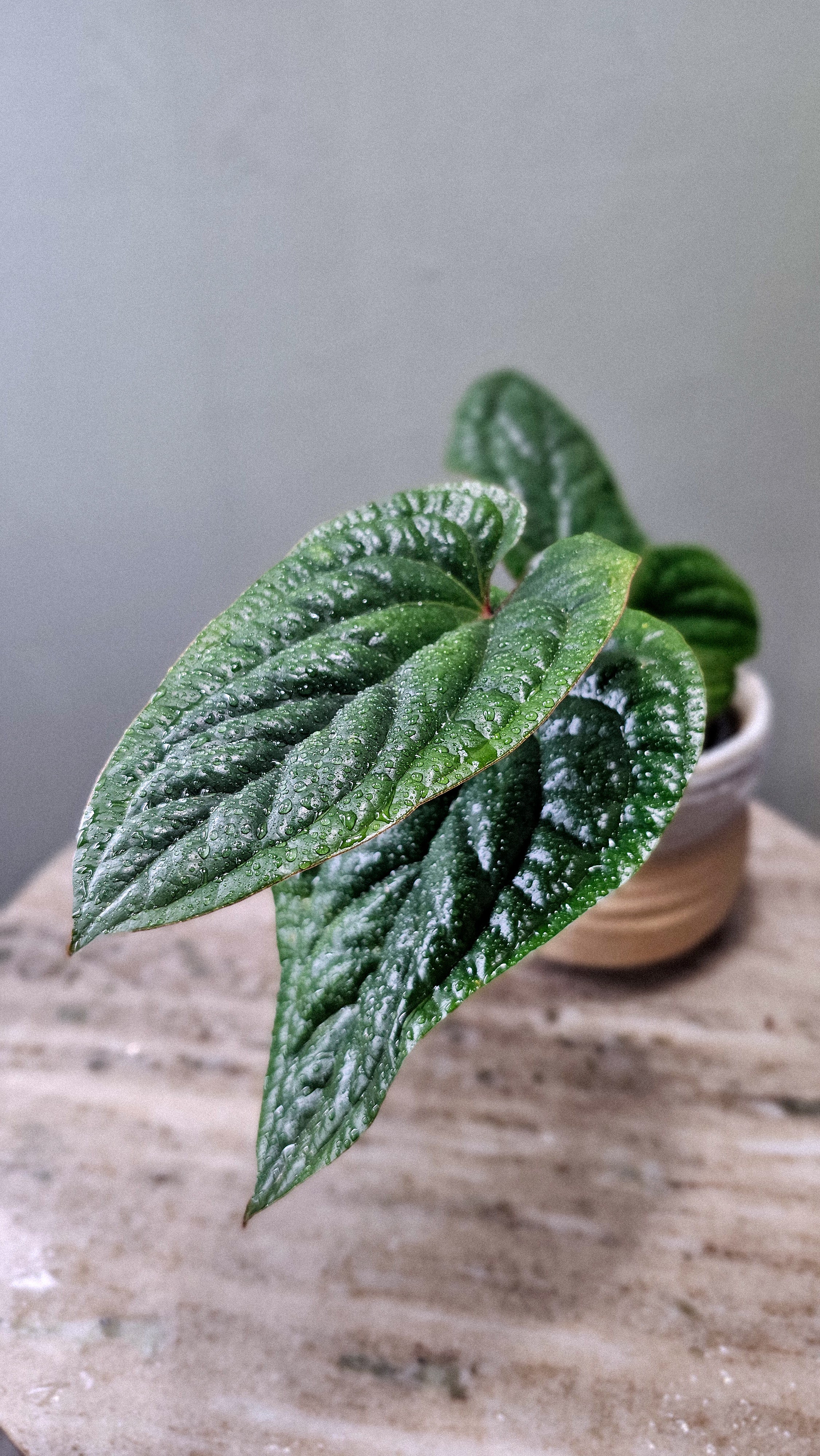 Anthurium Radicans x Luxurians Weekly Feature