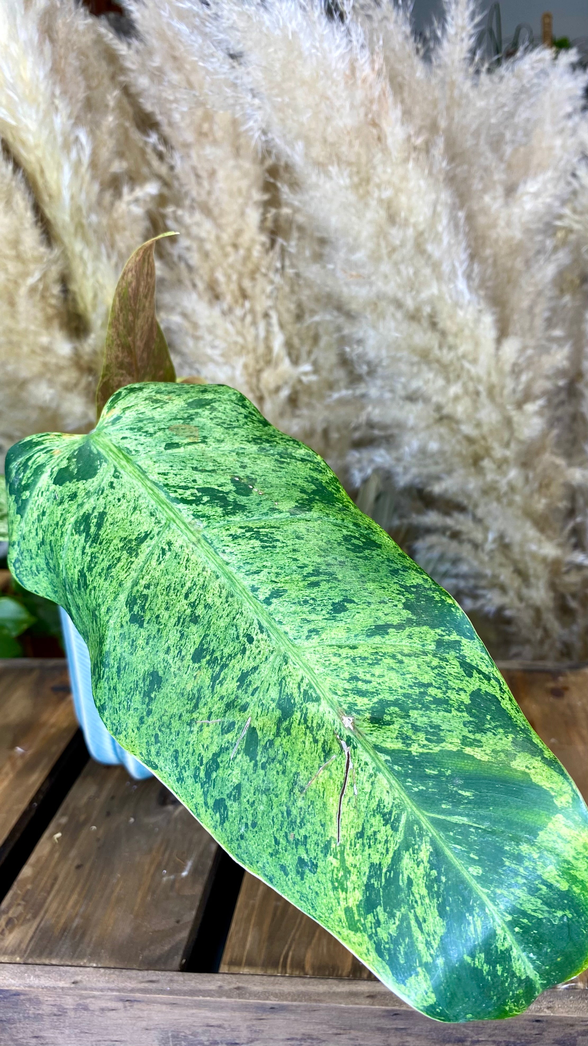 Philodendron Domesticum Marble Variegated (WP50)