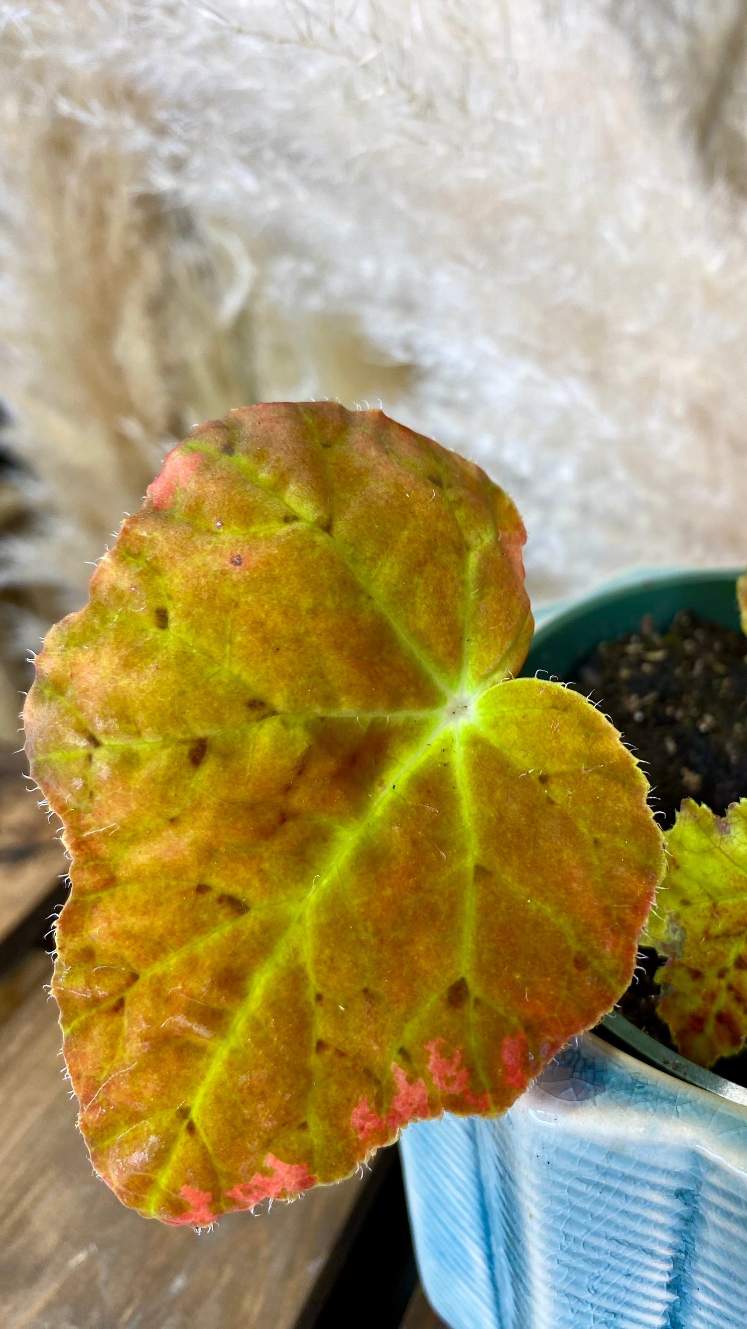 Antumn Ember Begonia