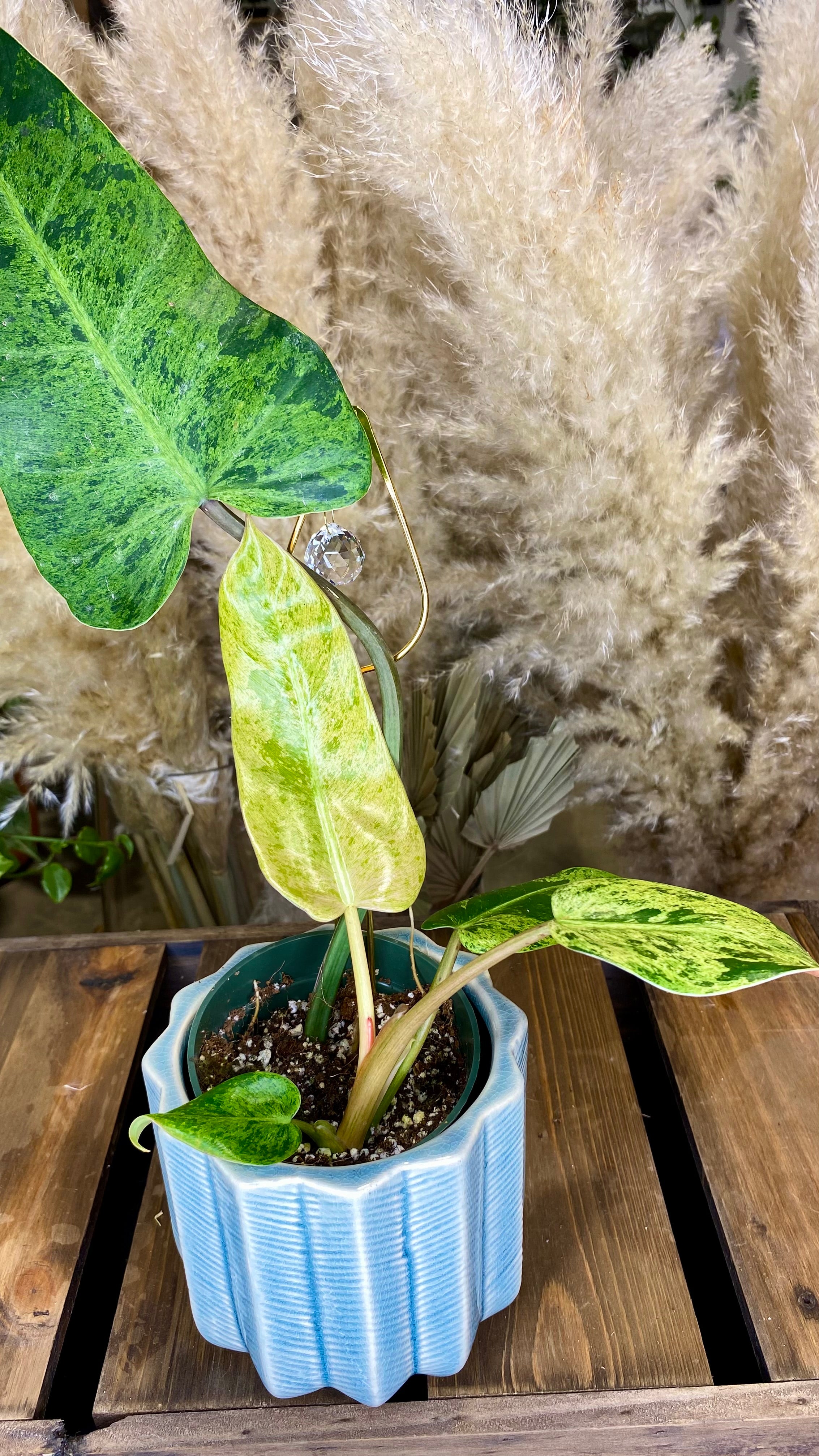 Philodendron Domesticum Marble Variegated (WP51)
