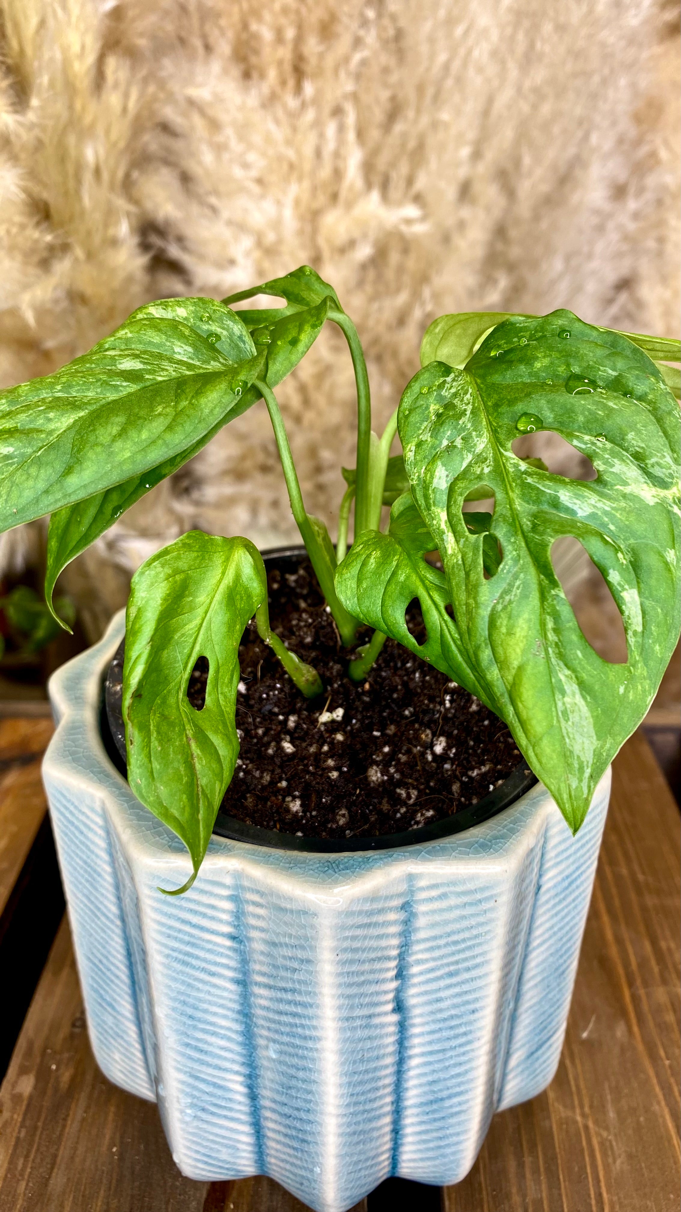 Monstera Adansonii Indo Variegated