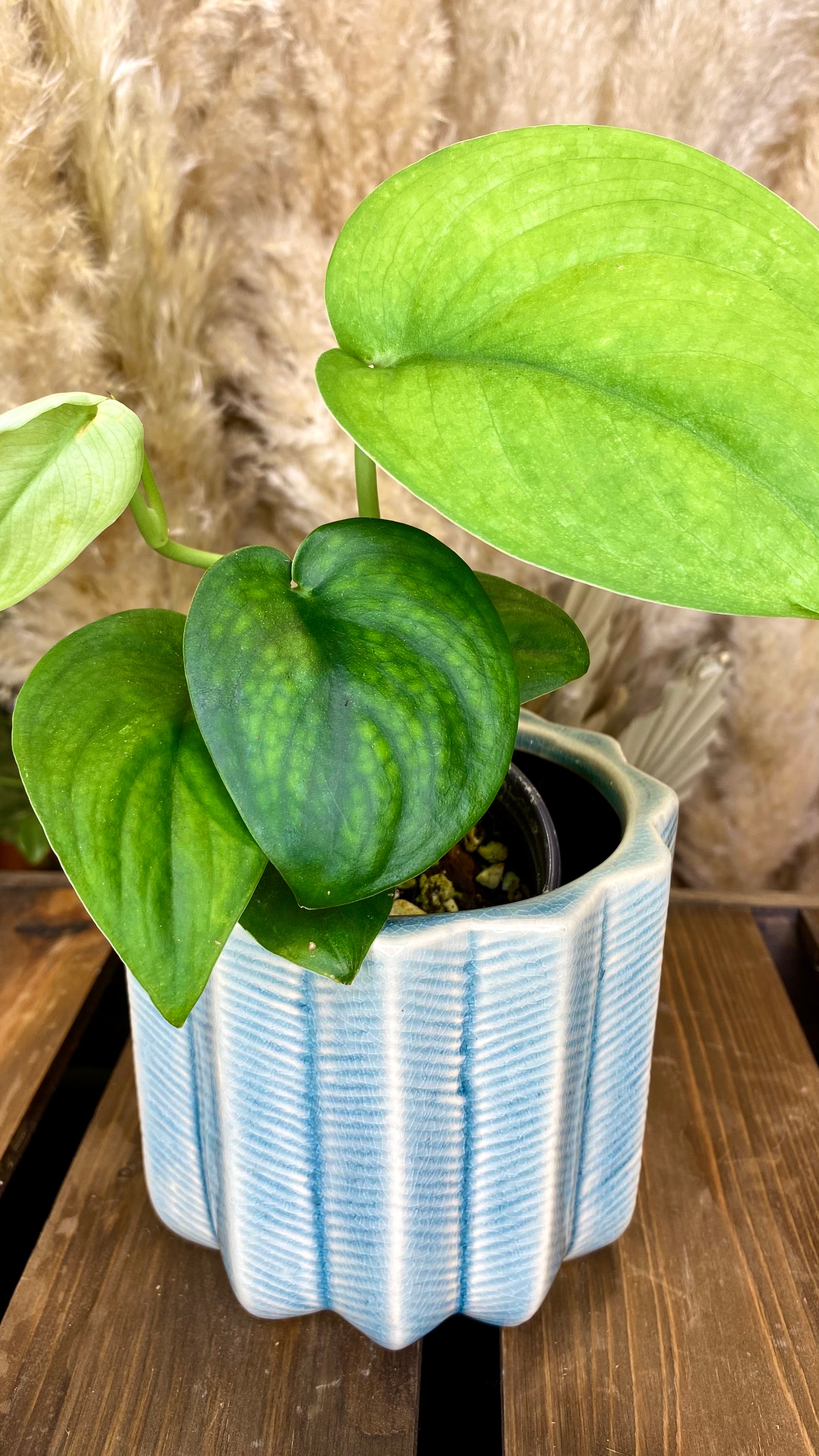 Scindapsus Jade Satin