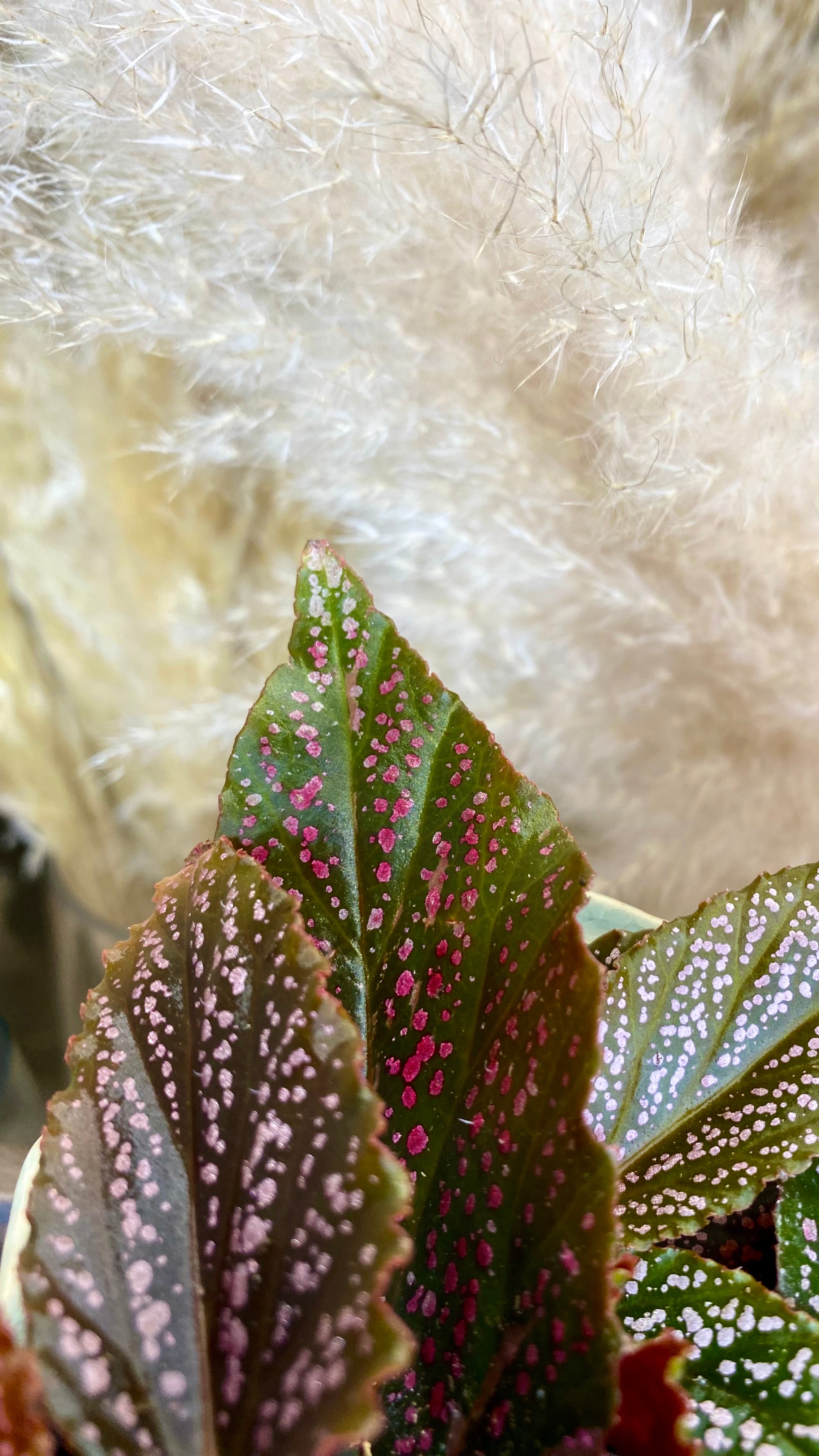 Begonia Pink Spot