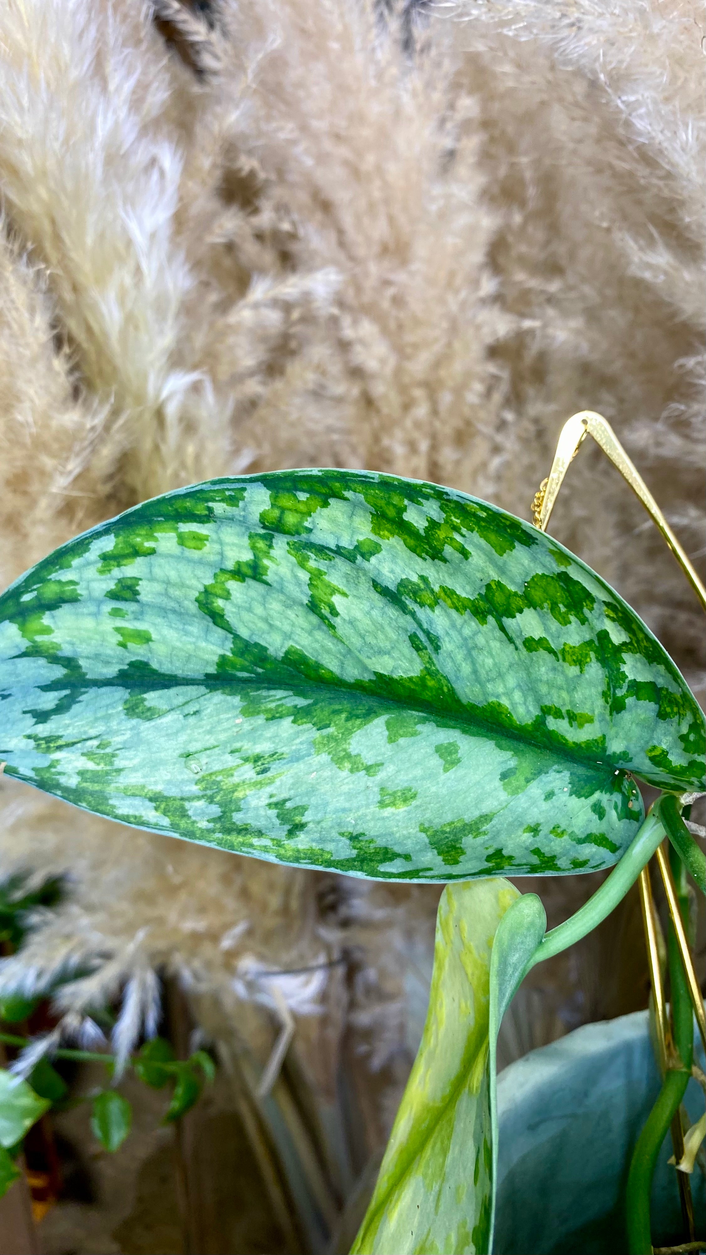Scindapsus Lakambini Variegated