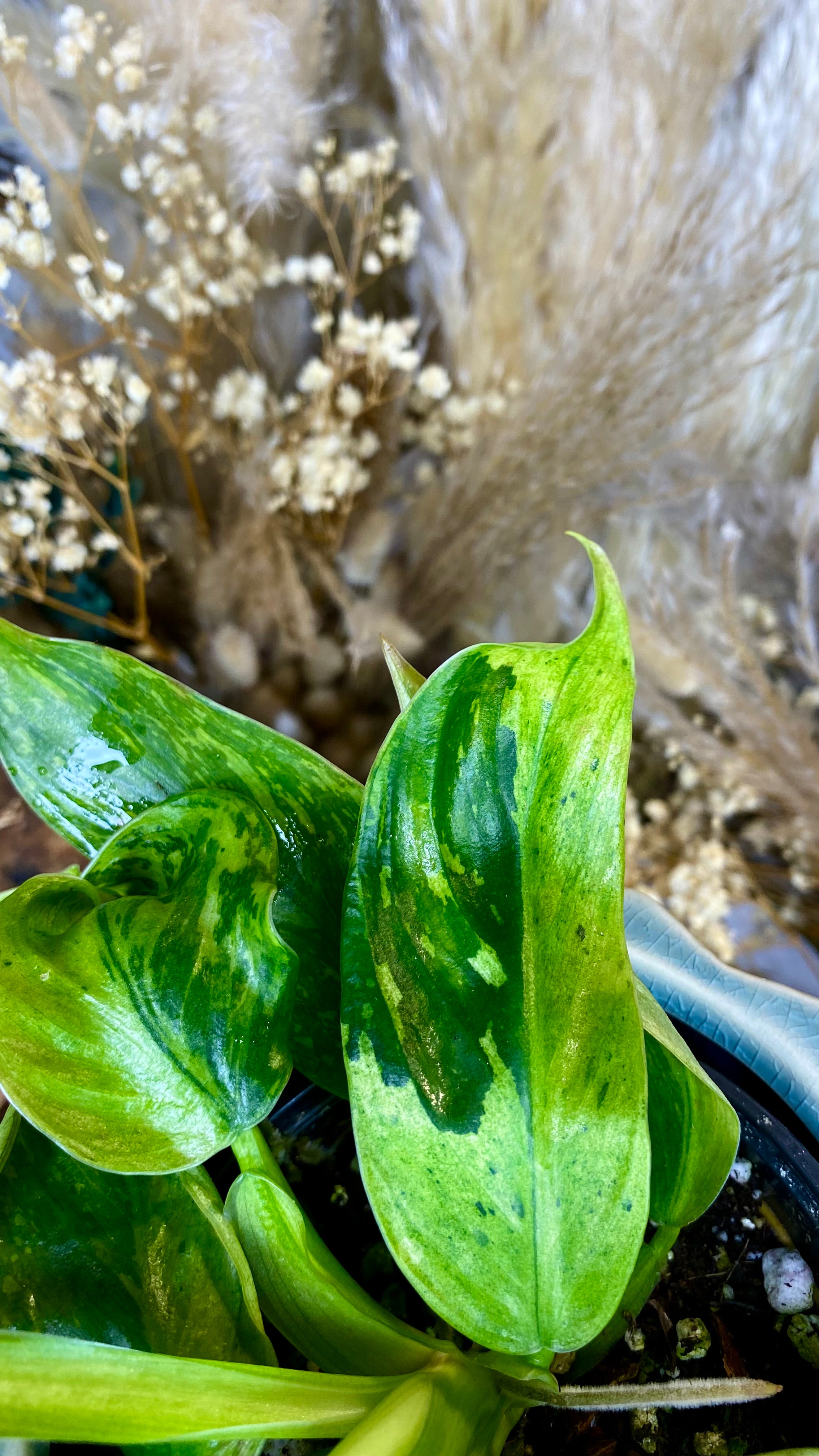 Philodendron Jose Bueno (WP67)