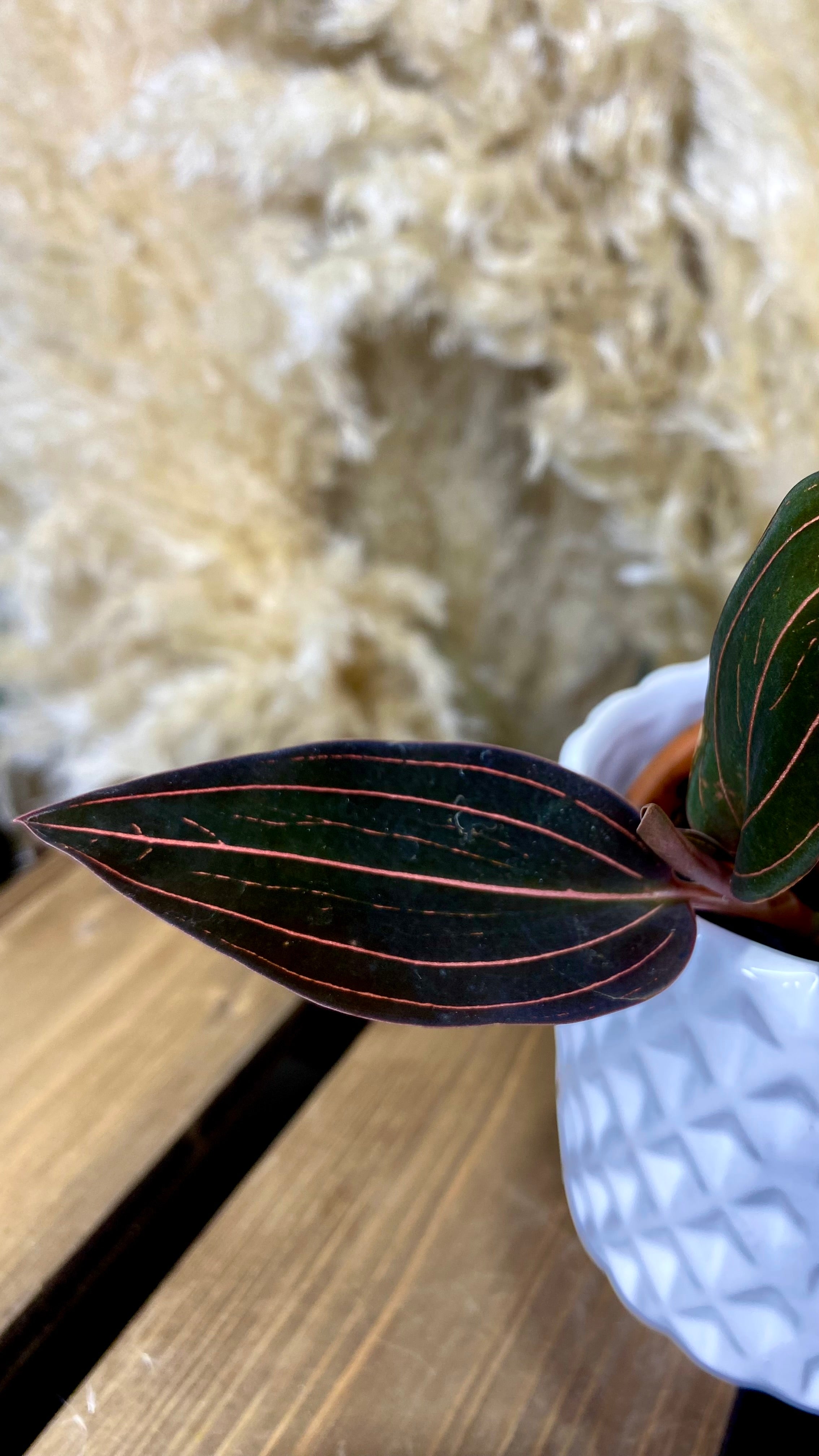 Ludisia Discolor