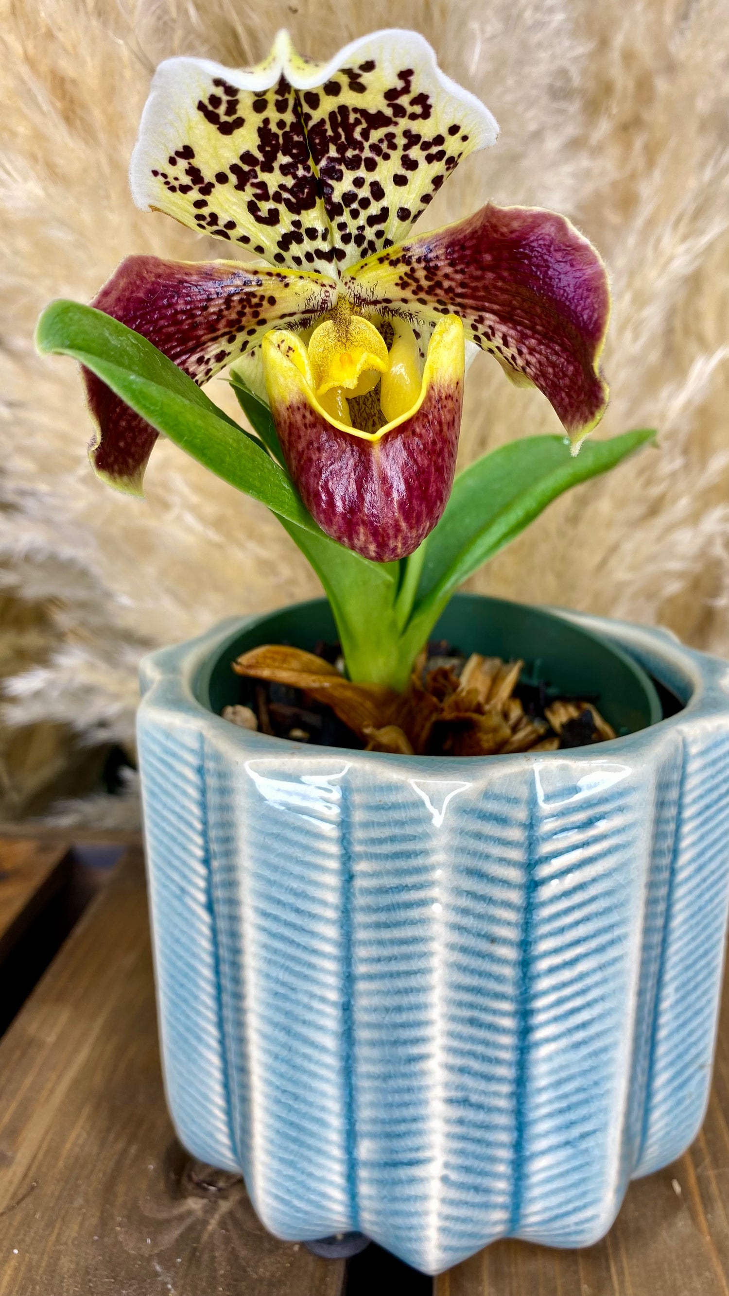 Paphiopedilum Orchid 4inch
