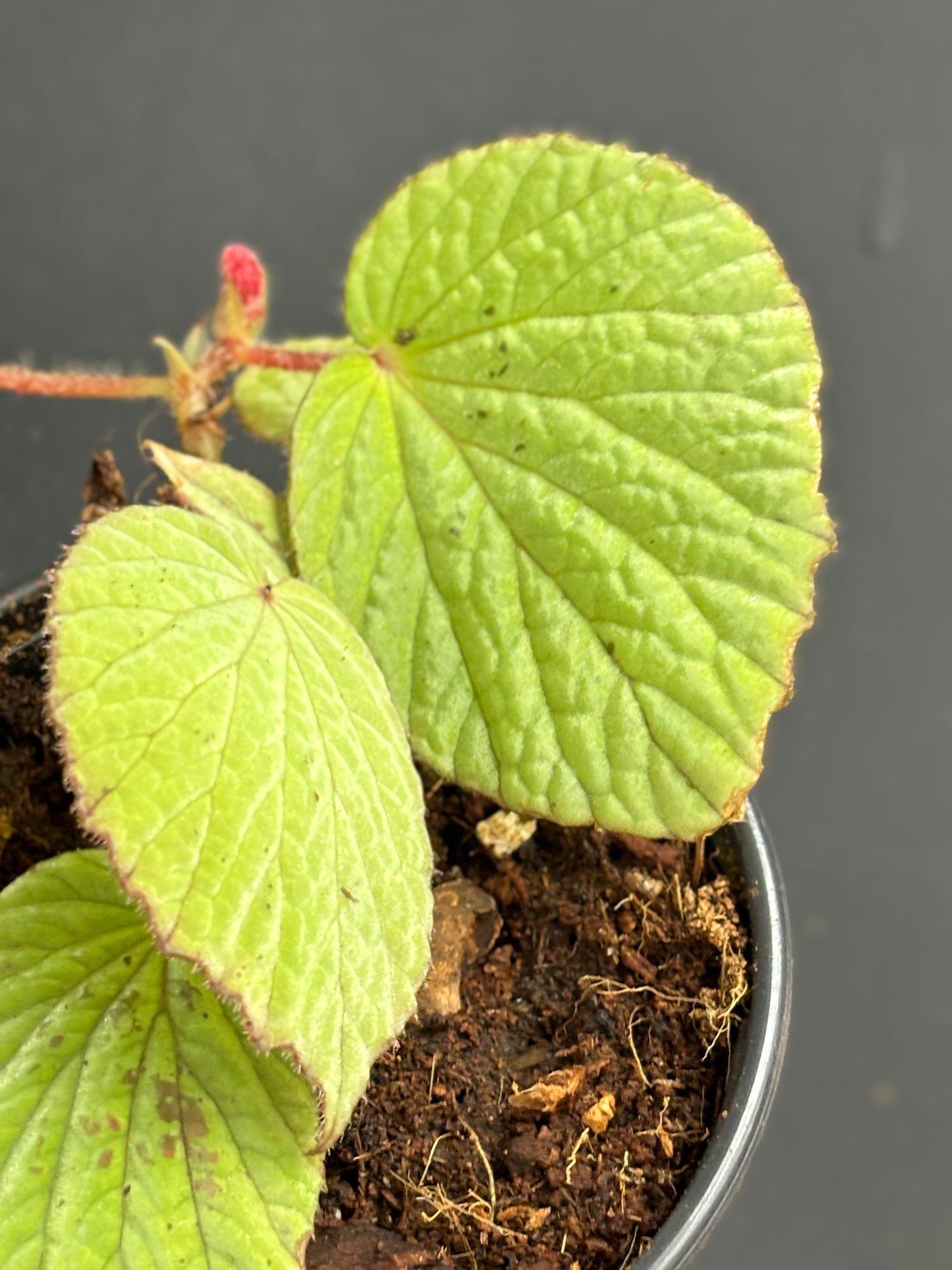 Begonia Aketajawensis