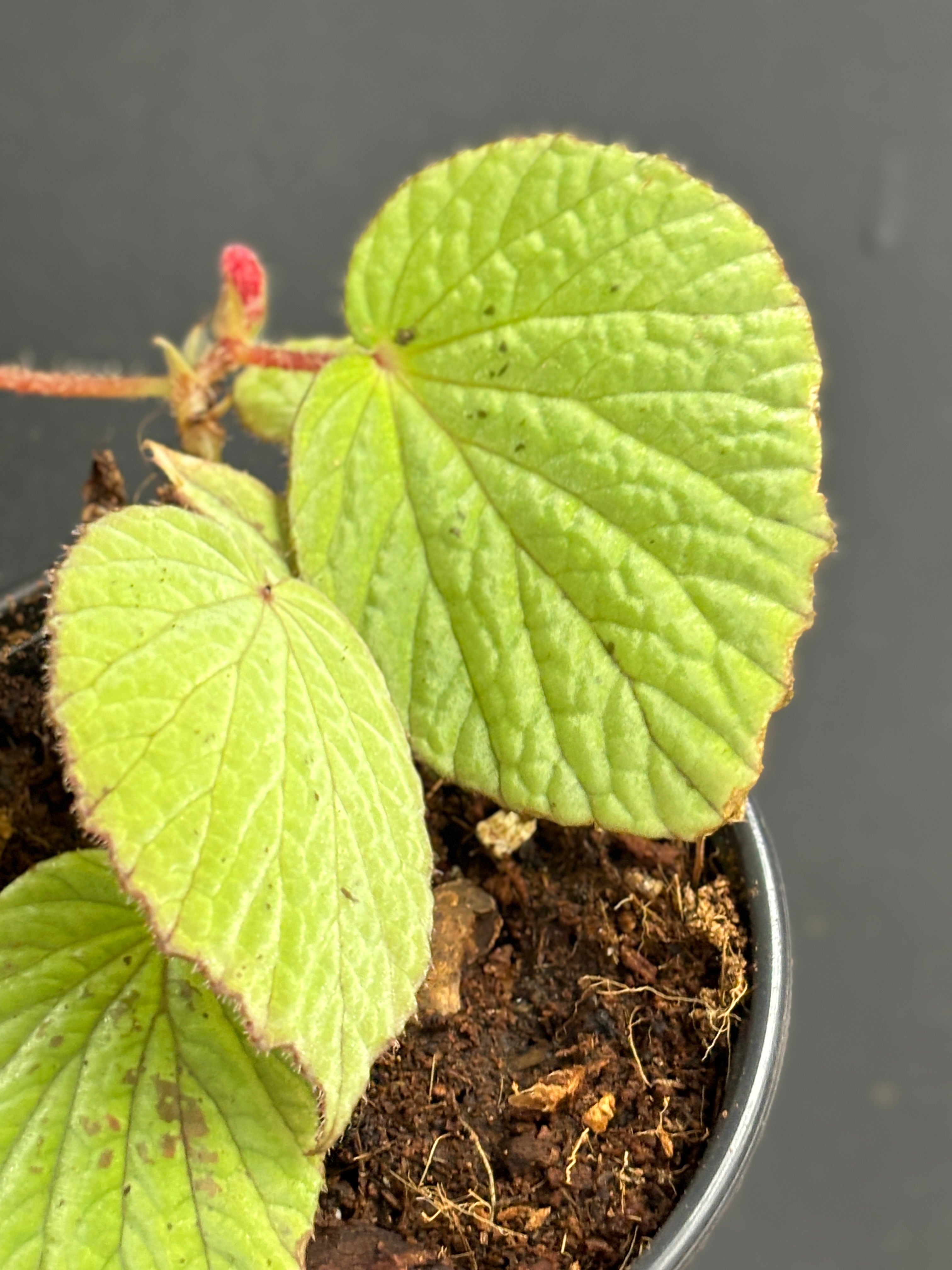 Begonia Aketajawensis